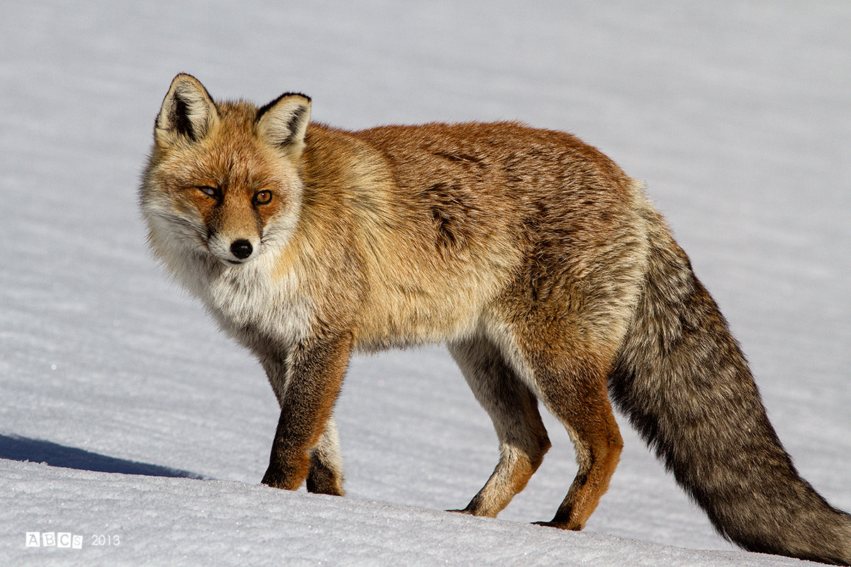 la mia modella preferita