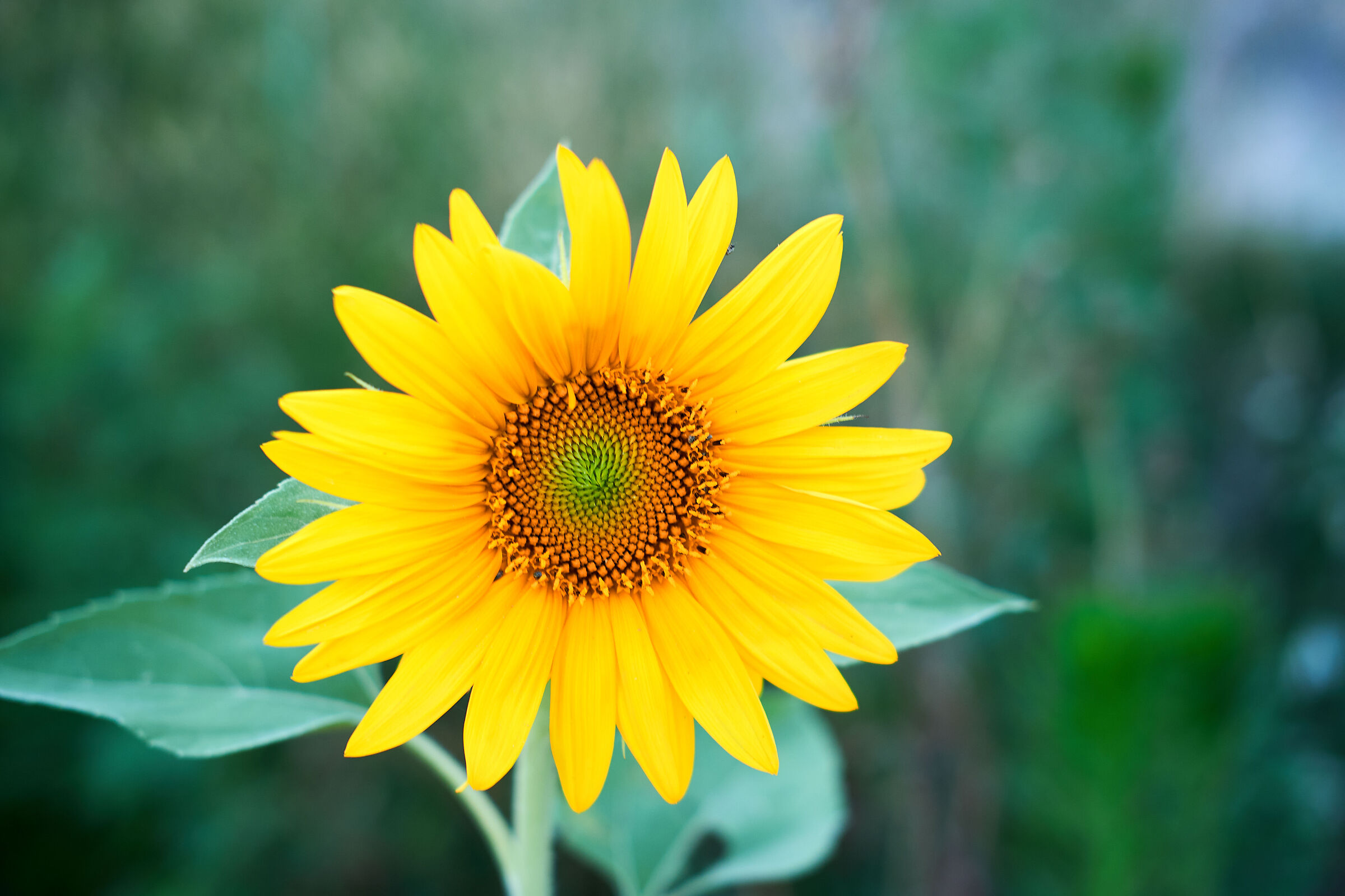 Yellow flower on the riverbank