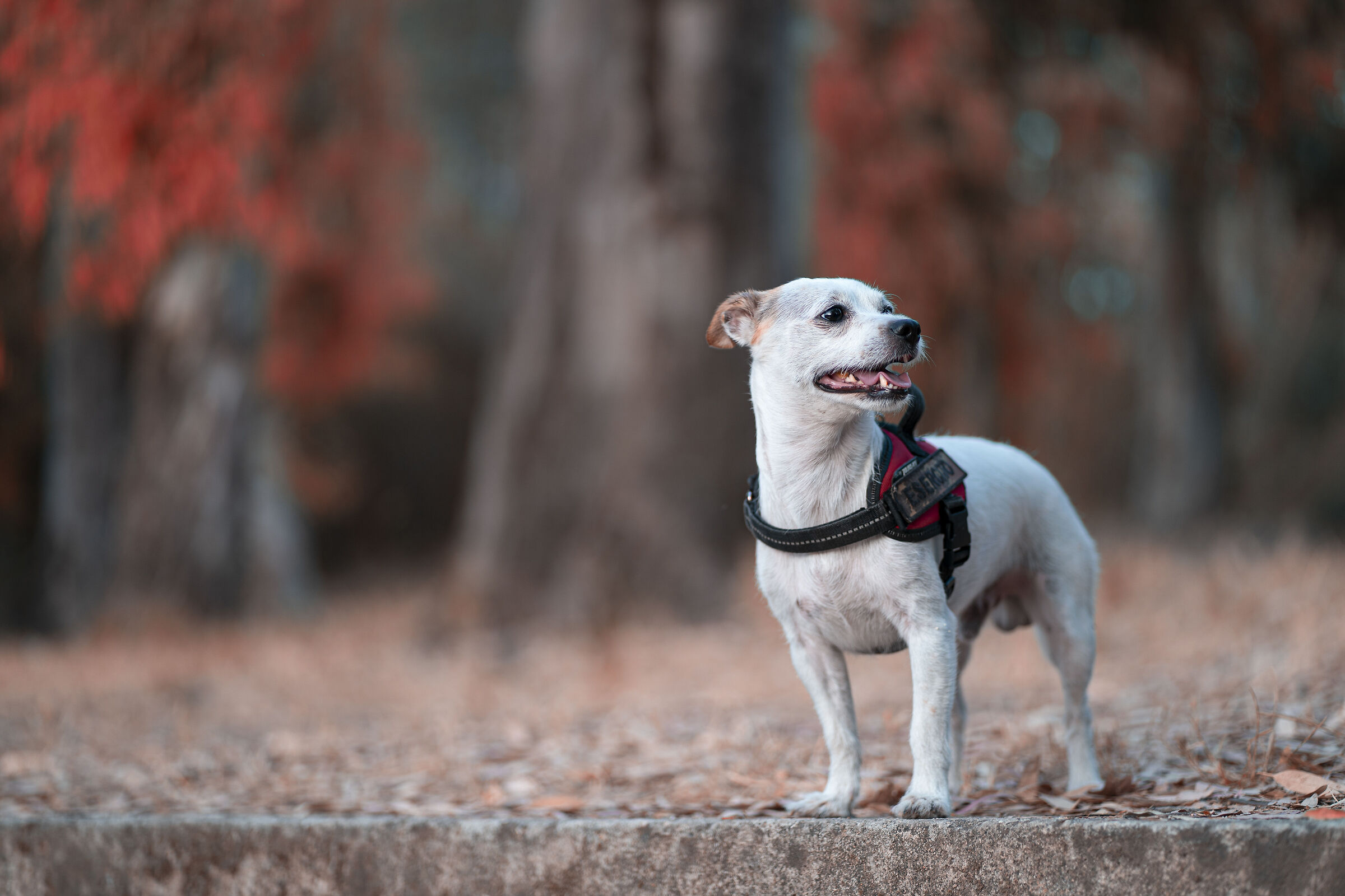 Il mio Leo, sempre fedele...