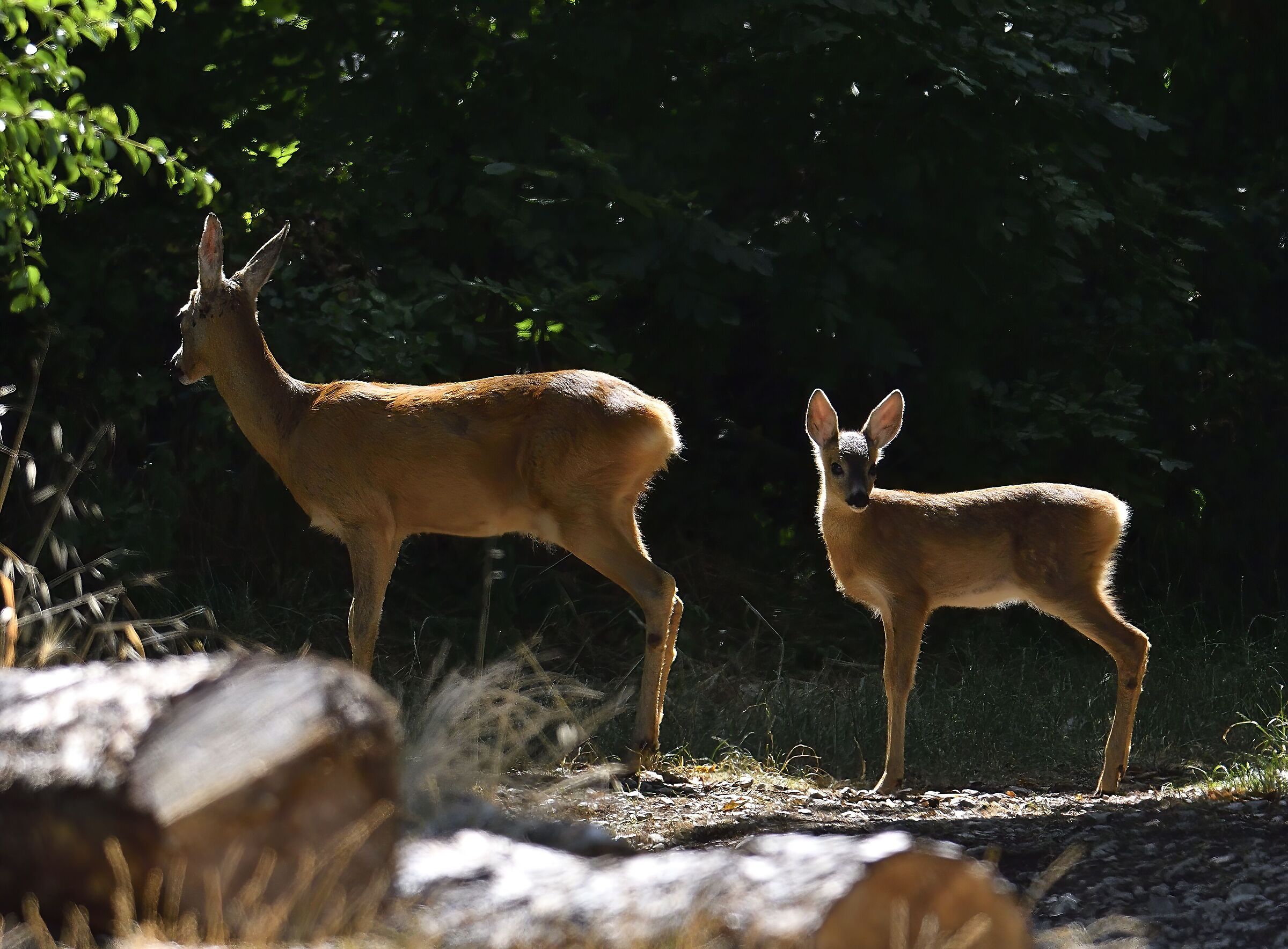 Meeting in the woods in the morning...