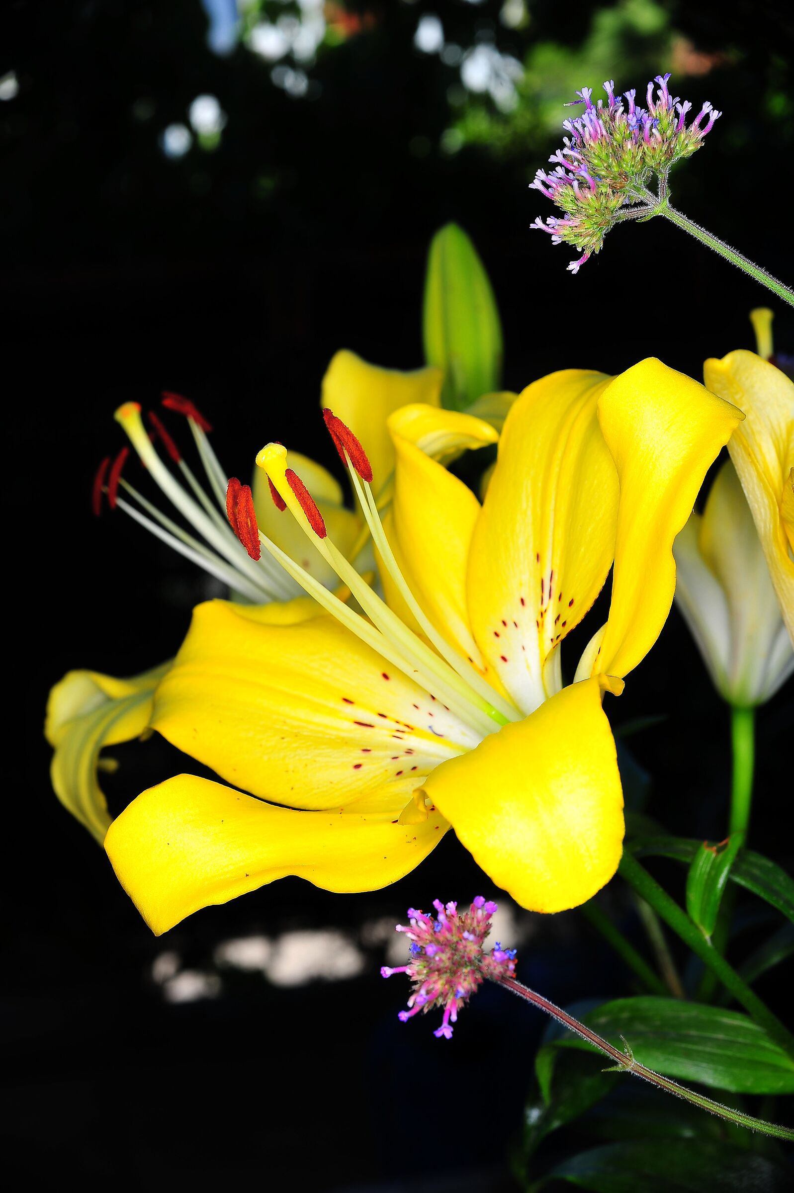 lilium
