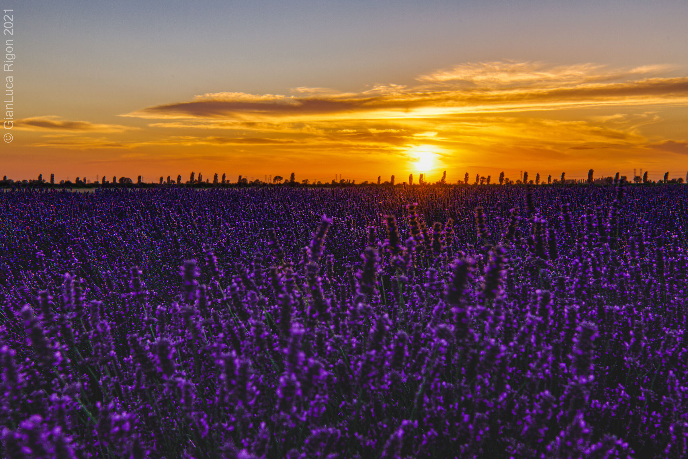 Tramonto al lavandeto