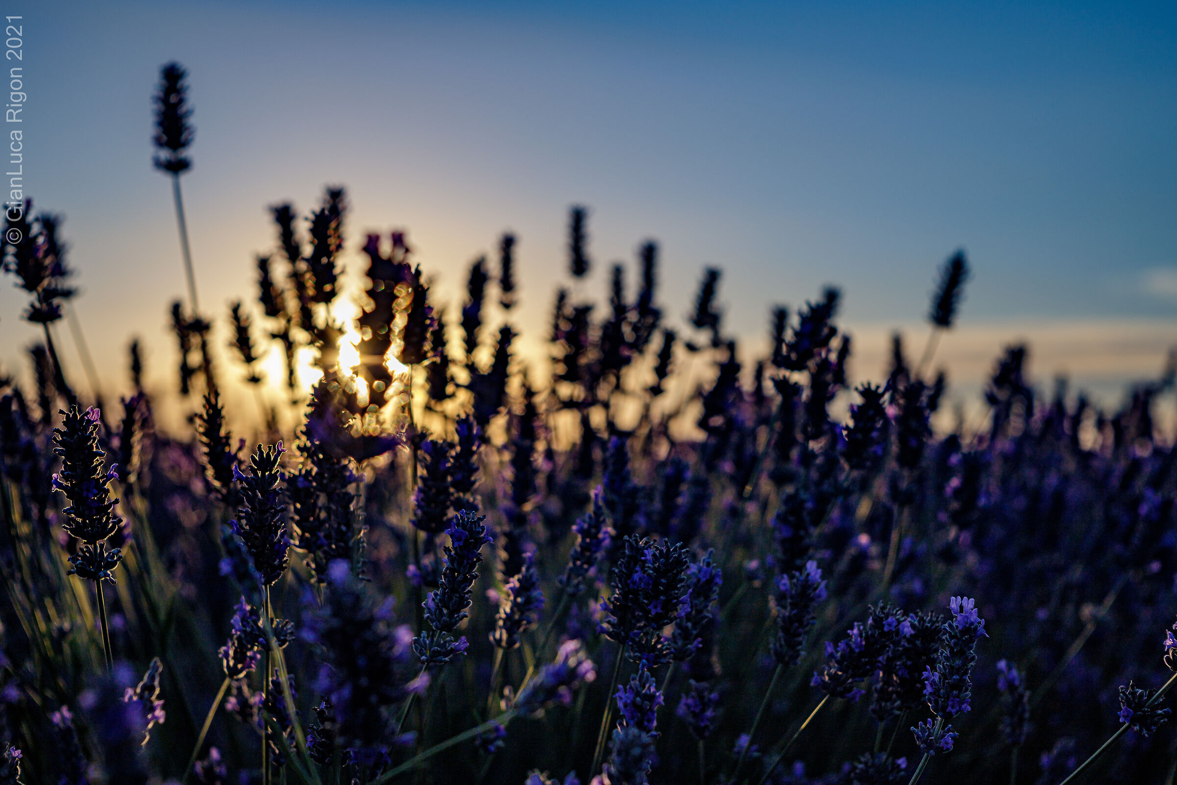 Ultimo sole tra la lavanda