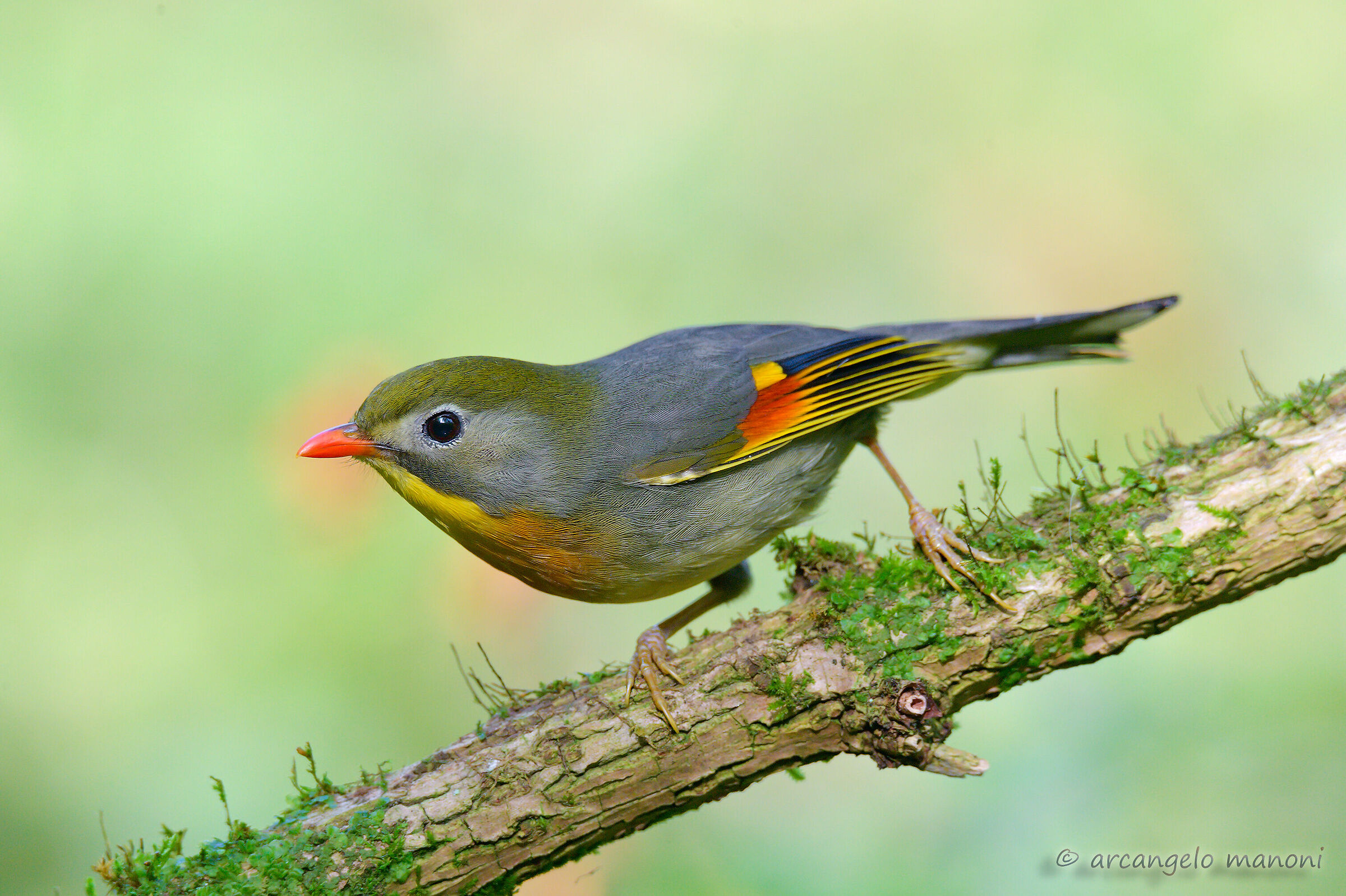 In search of paradise on earth (Leiothrix lutea)