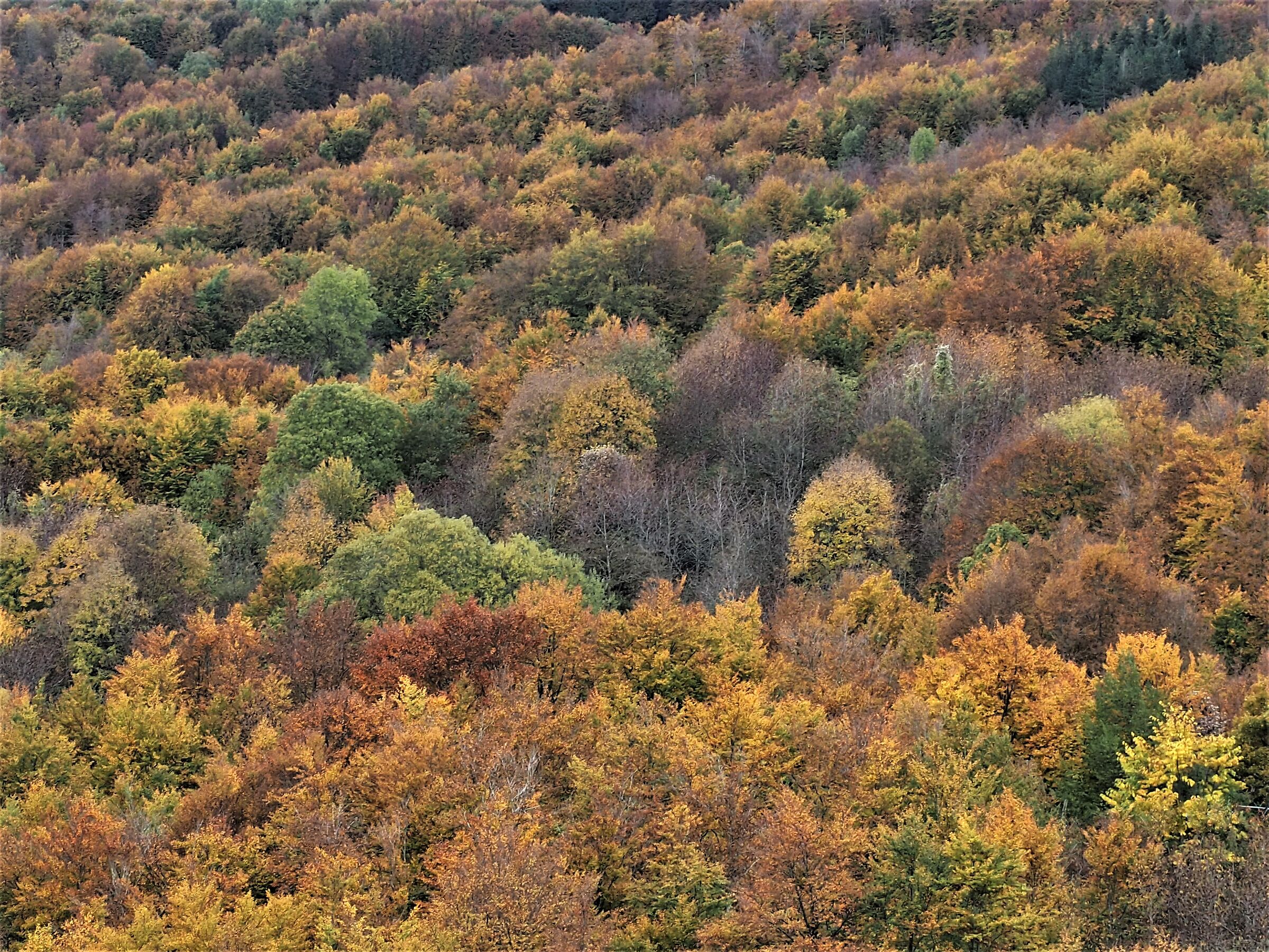 Feuillage, 19