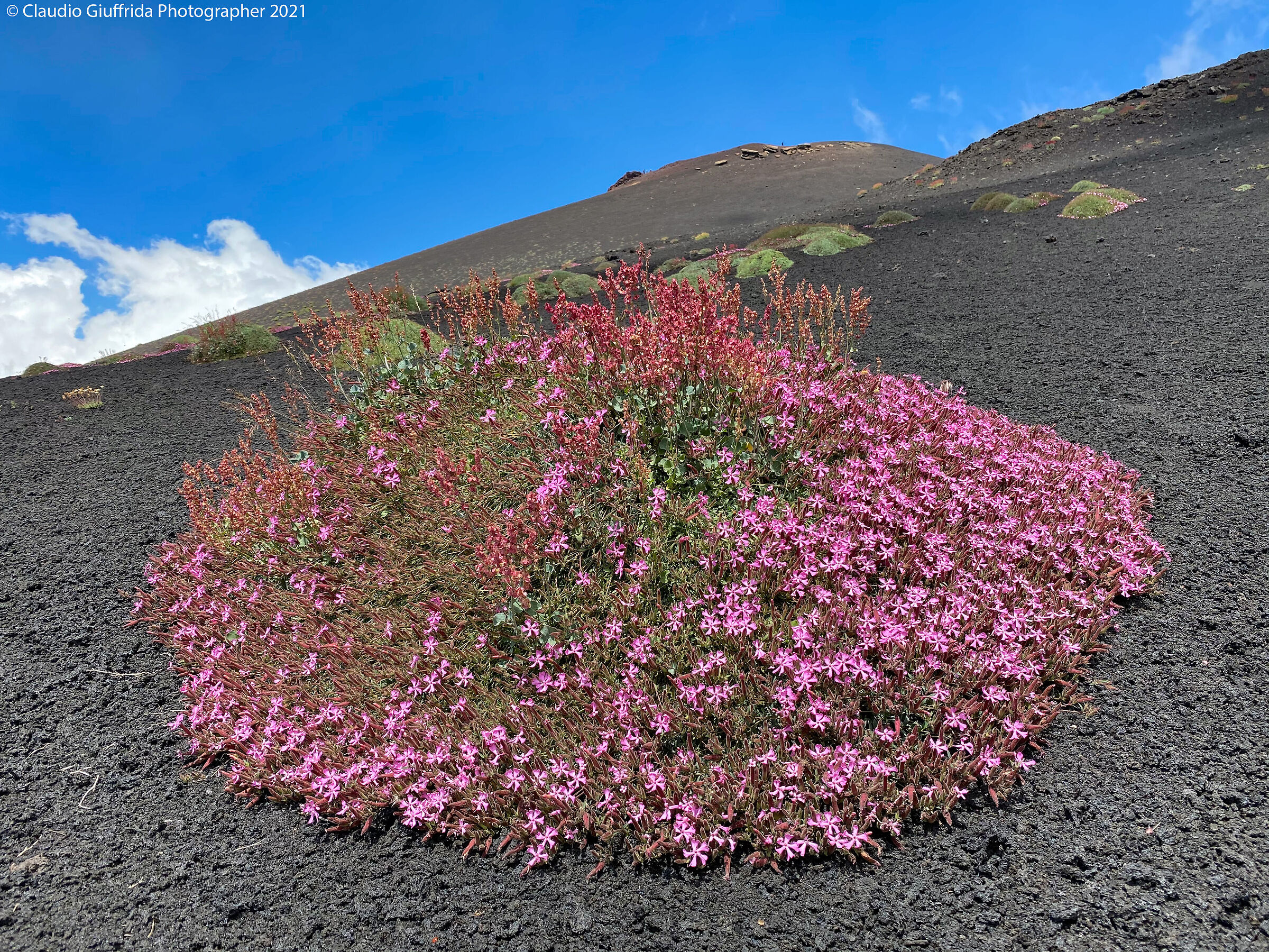 Pulvino di Saponaria sicula