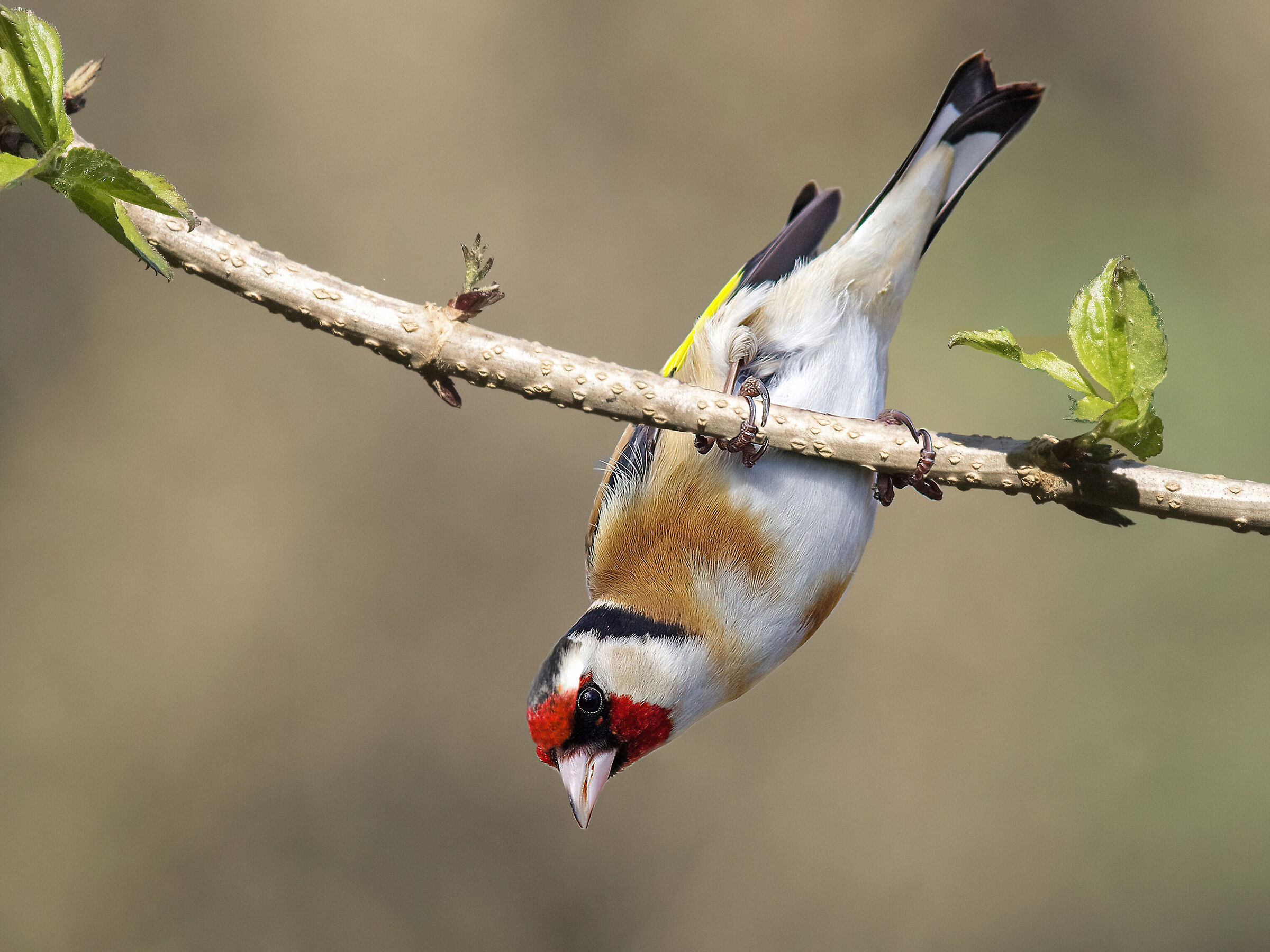 Cardellino su ramo di Sambuco