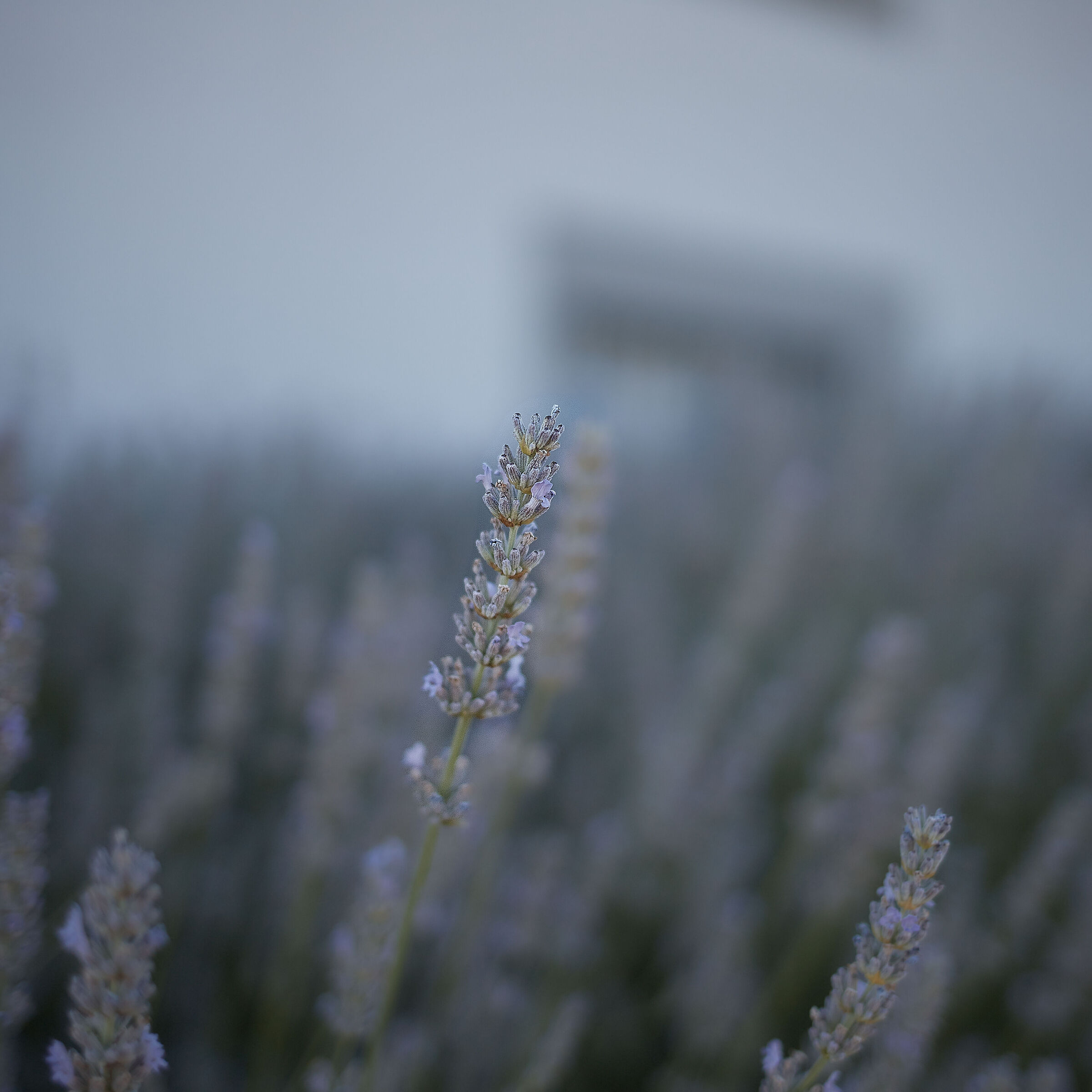 sogno al profumo di lavanda