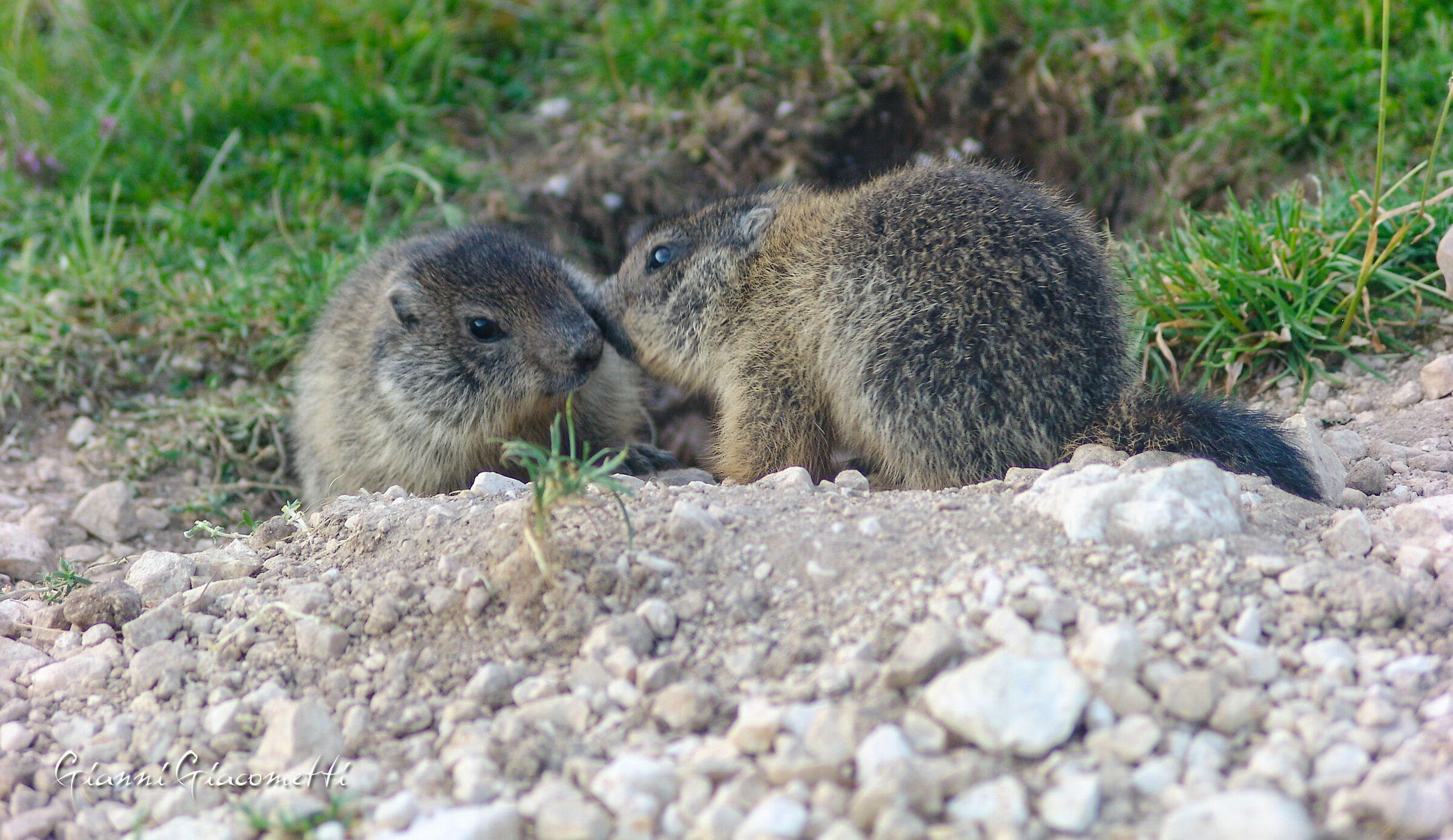 Piccole Marmotte