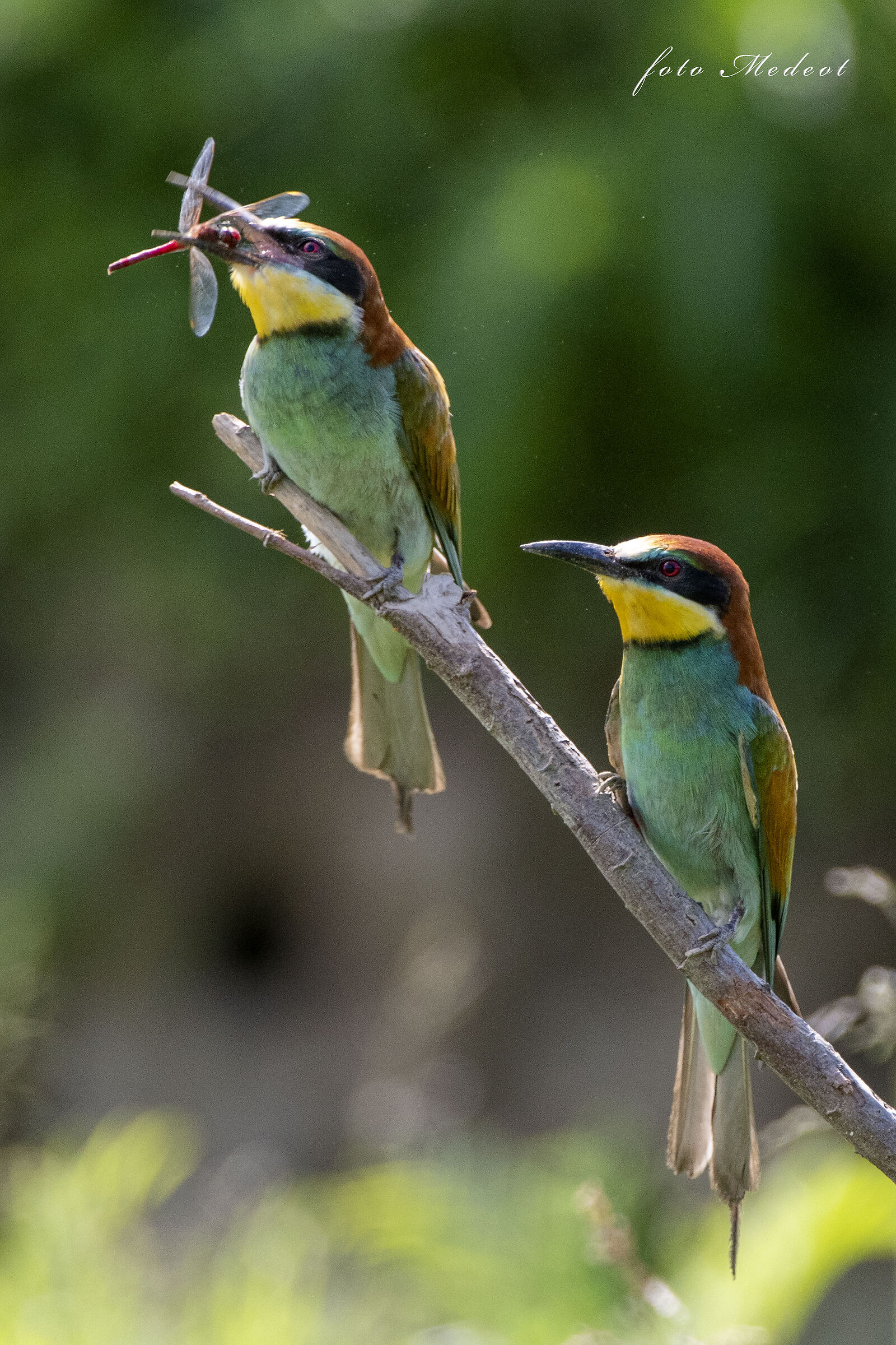 Gruccioni con libellula