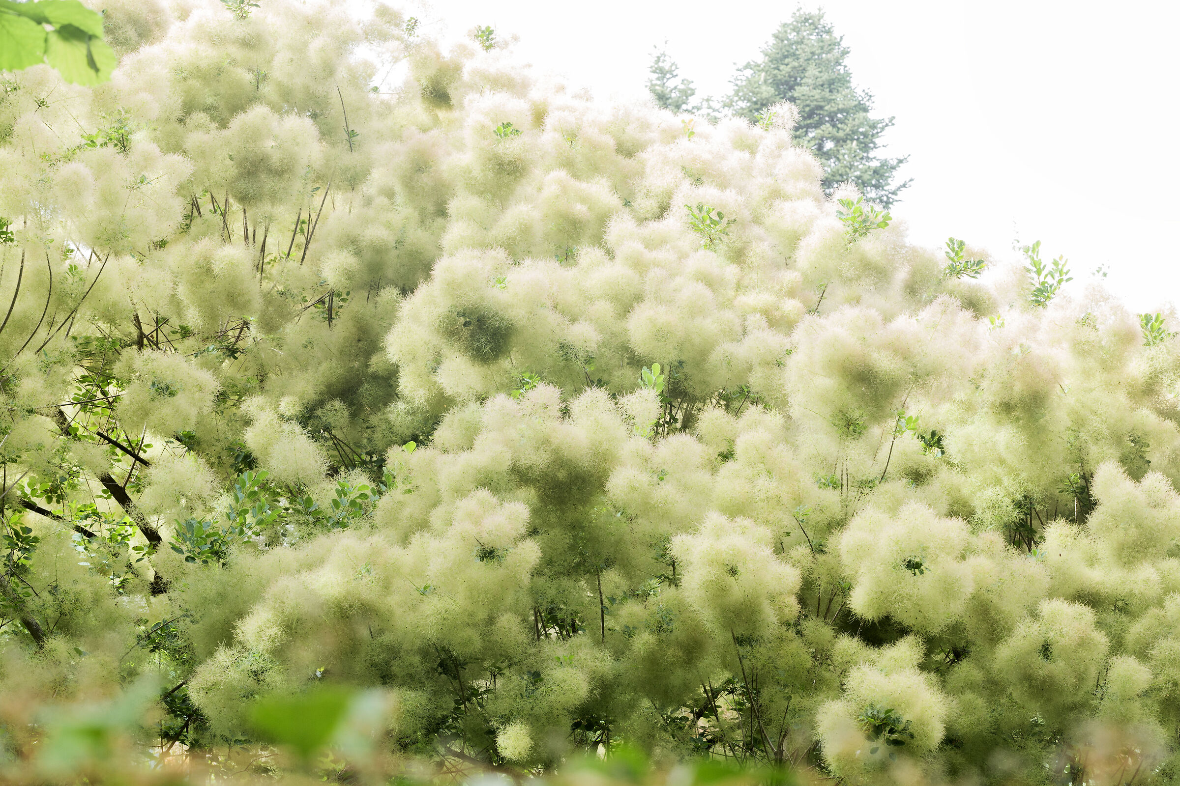 bianco-verde vellutato