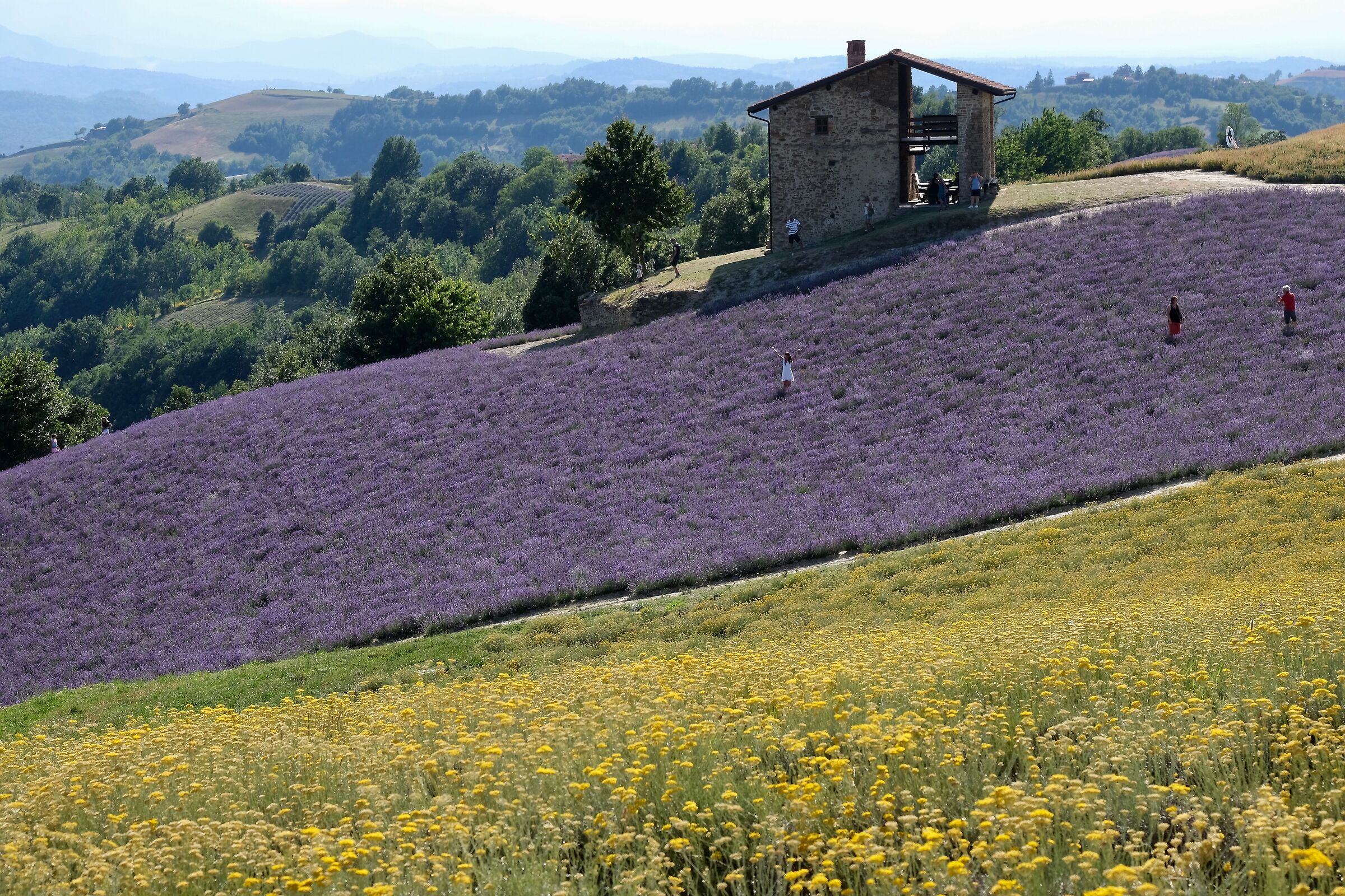 Hills in bloom
