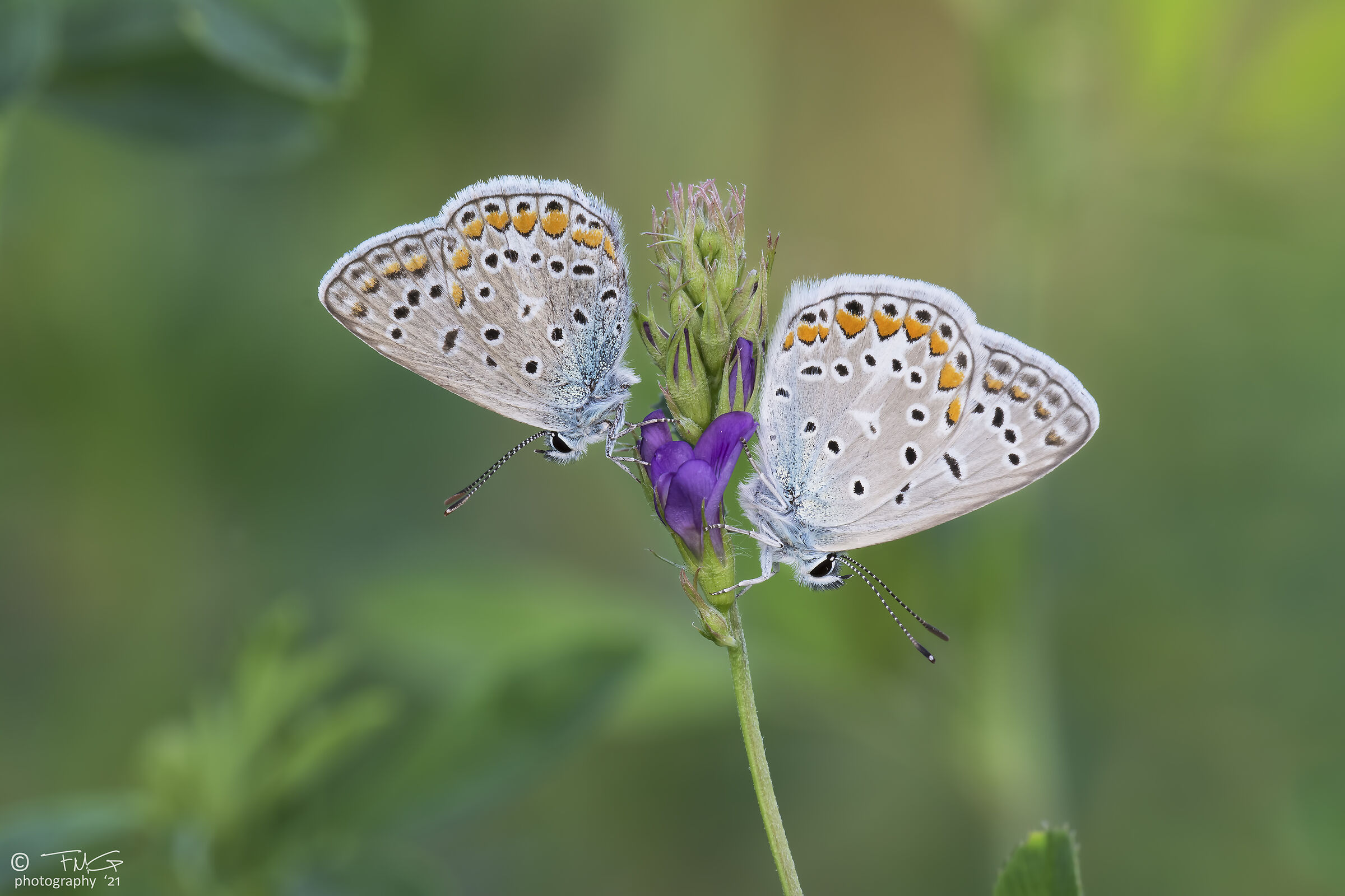 Polyommatus Icarus