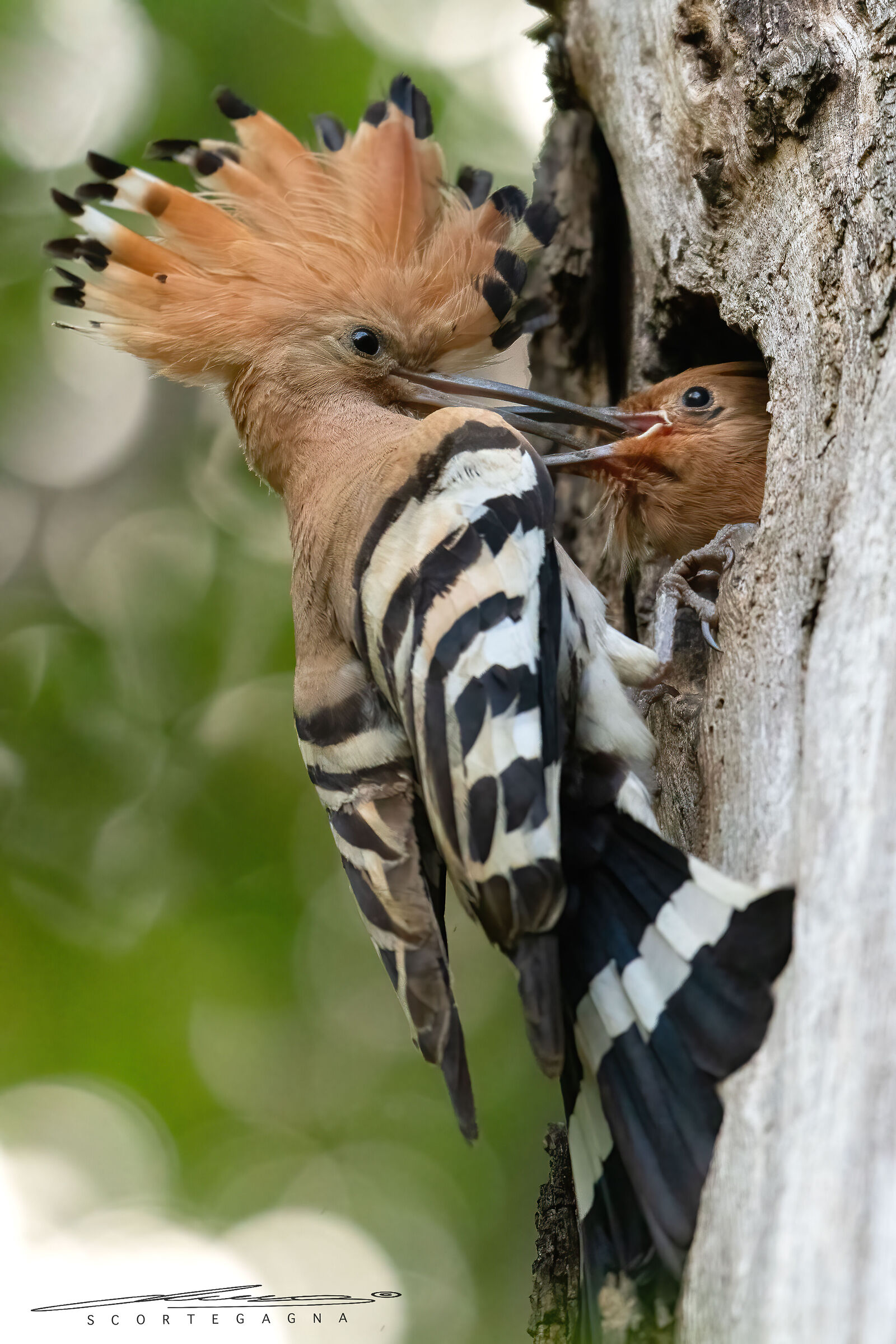 hoopoe