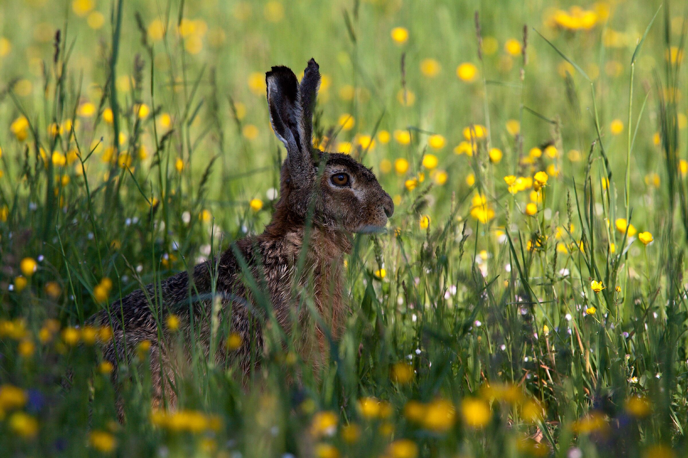 Common Hare