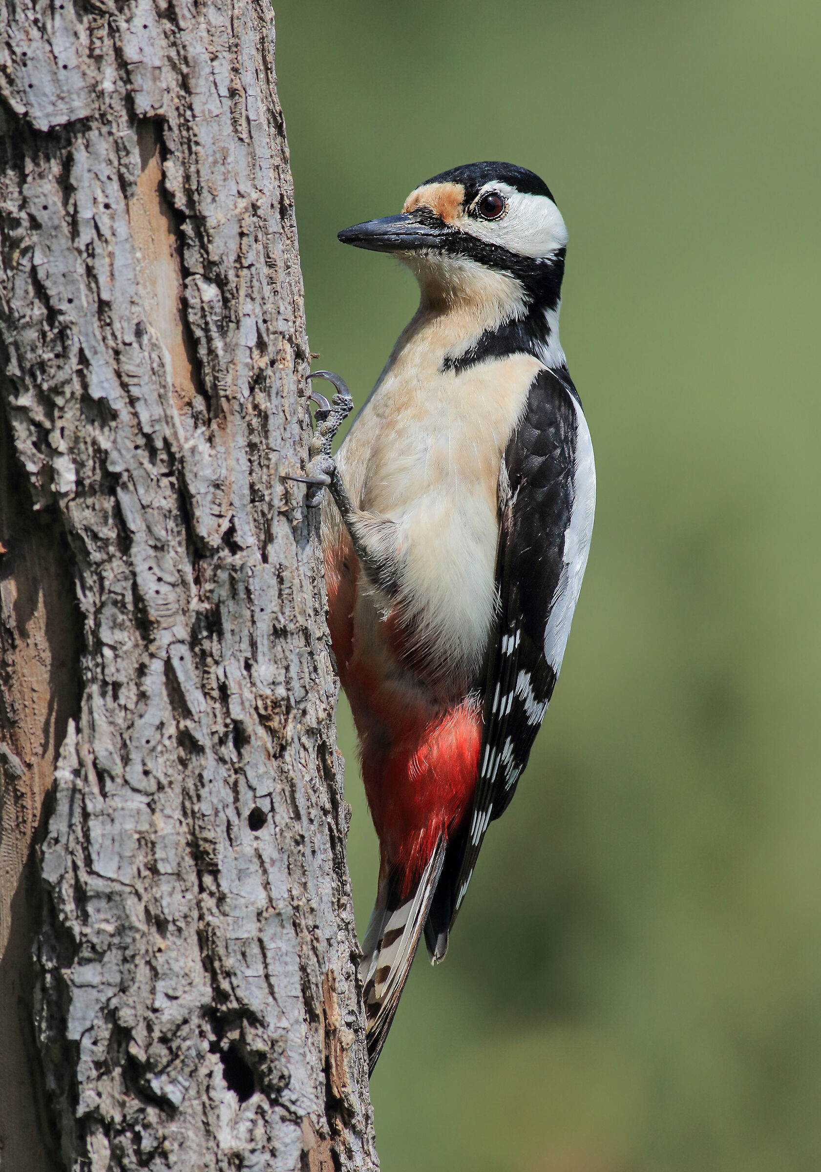 Picchio rosso maggiore femmina (dendrocopos major)