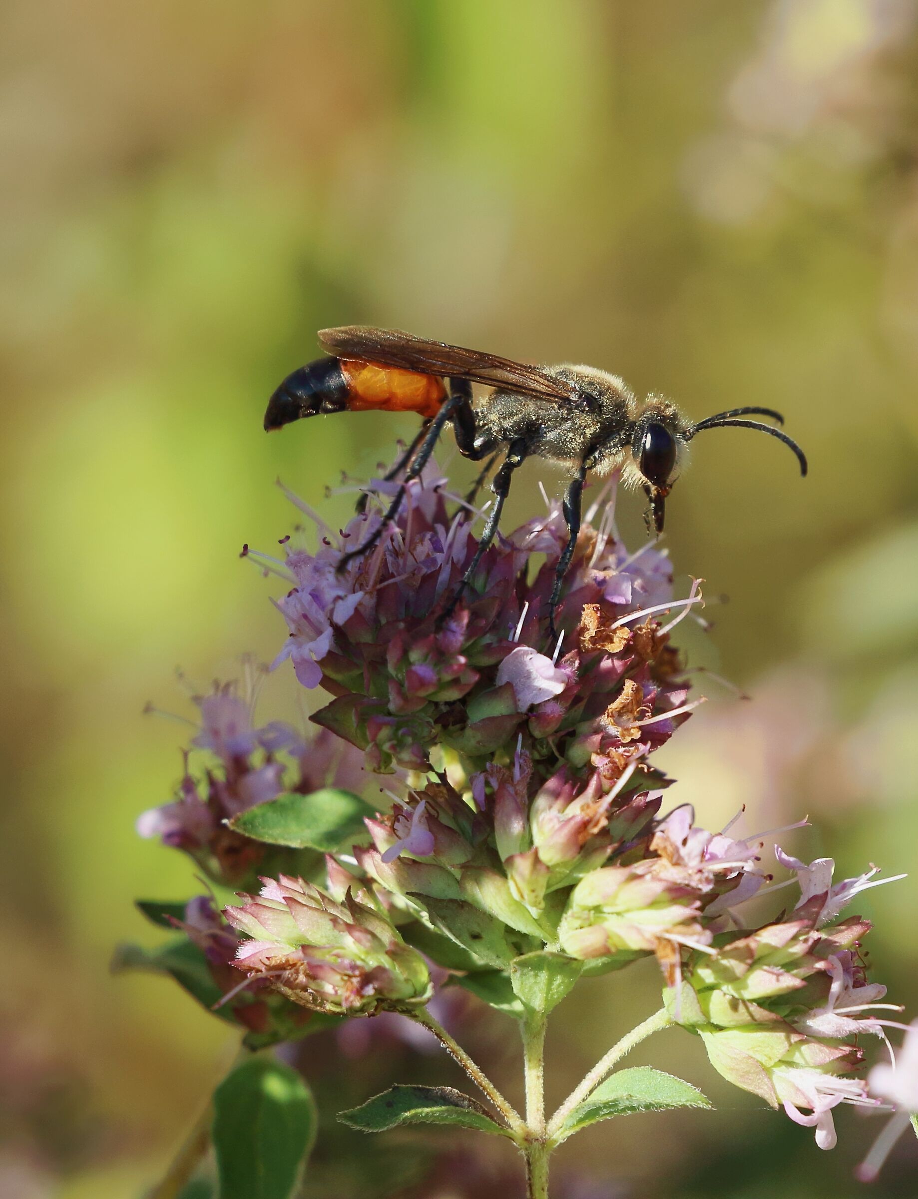 Ammophila sabulosa, la vespa della sabbia