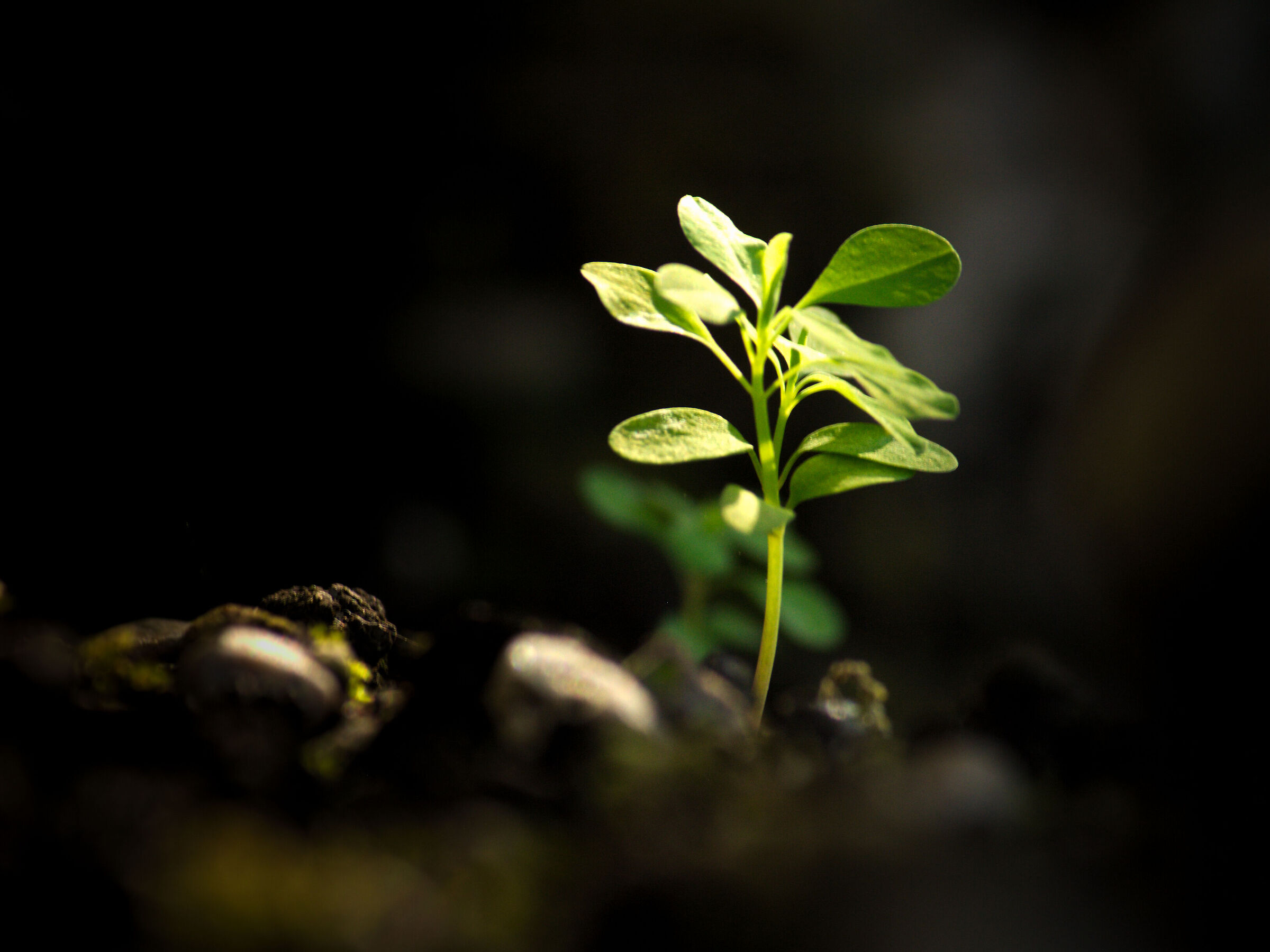 rebirth