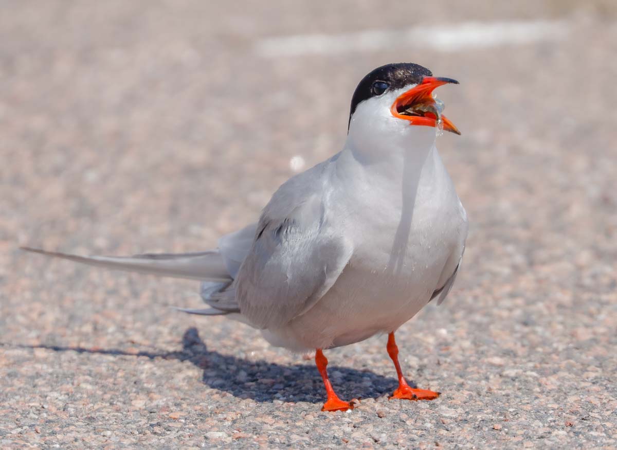 Pescetto, tu m'hai provocato e io me te magno