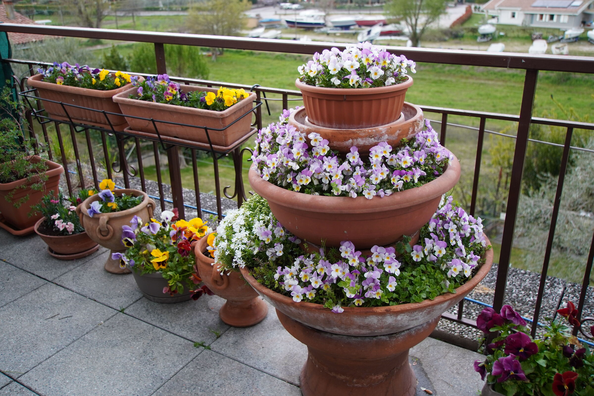 violets on the terazzo