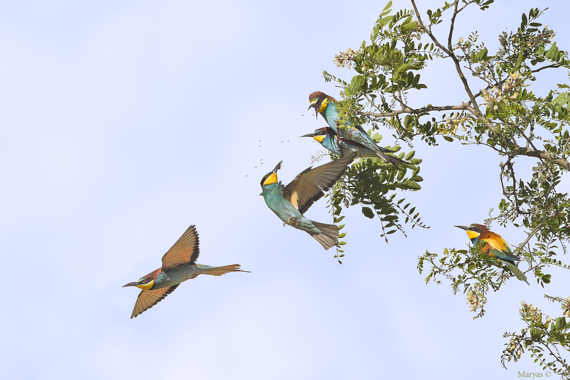 Squabbles at high altitude