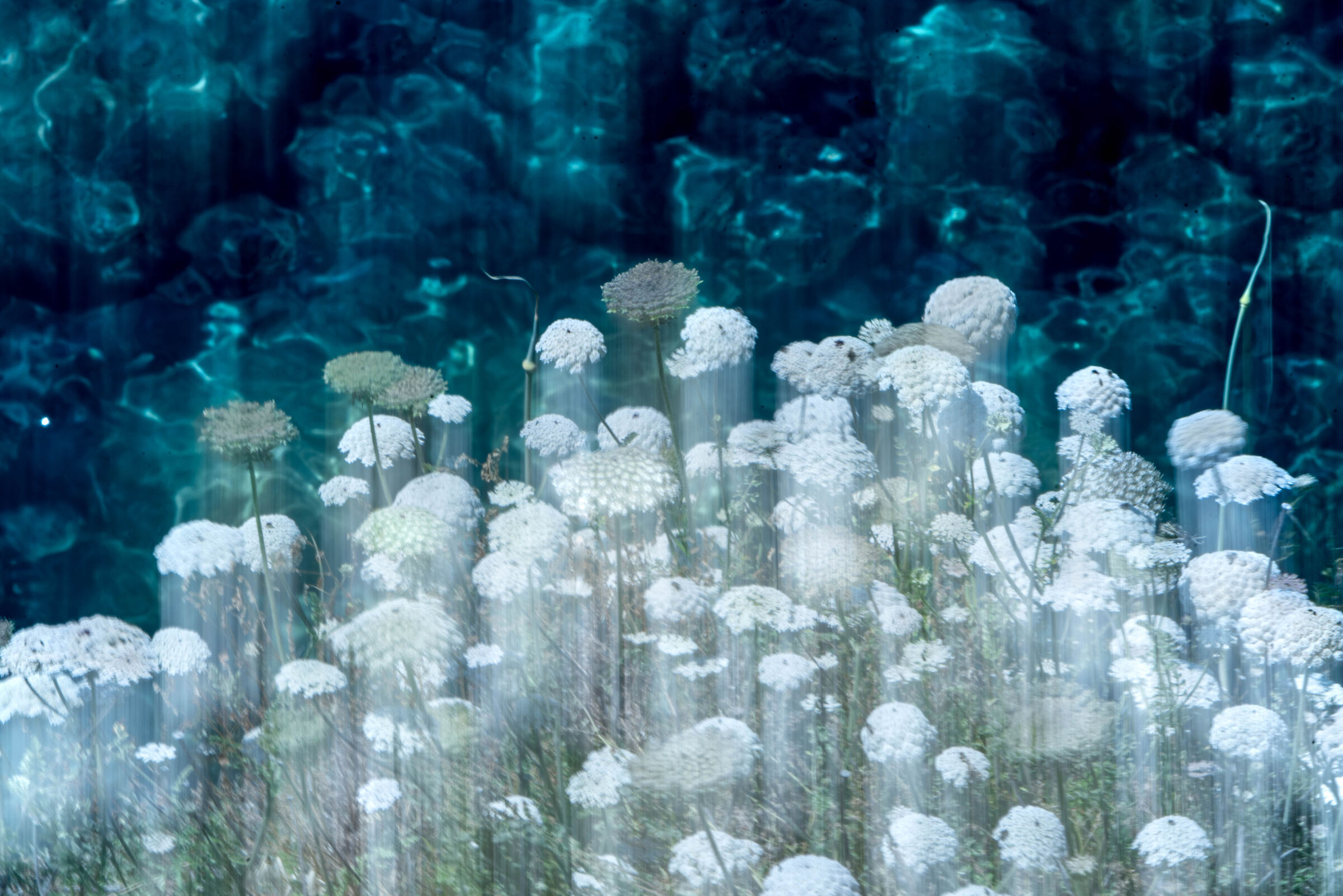 Con il caldo anche i fiori si buttano in mare