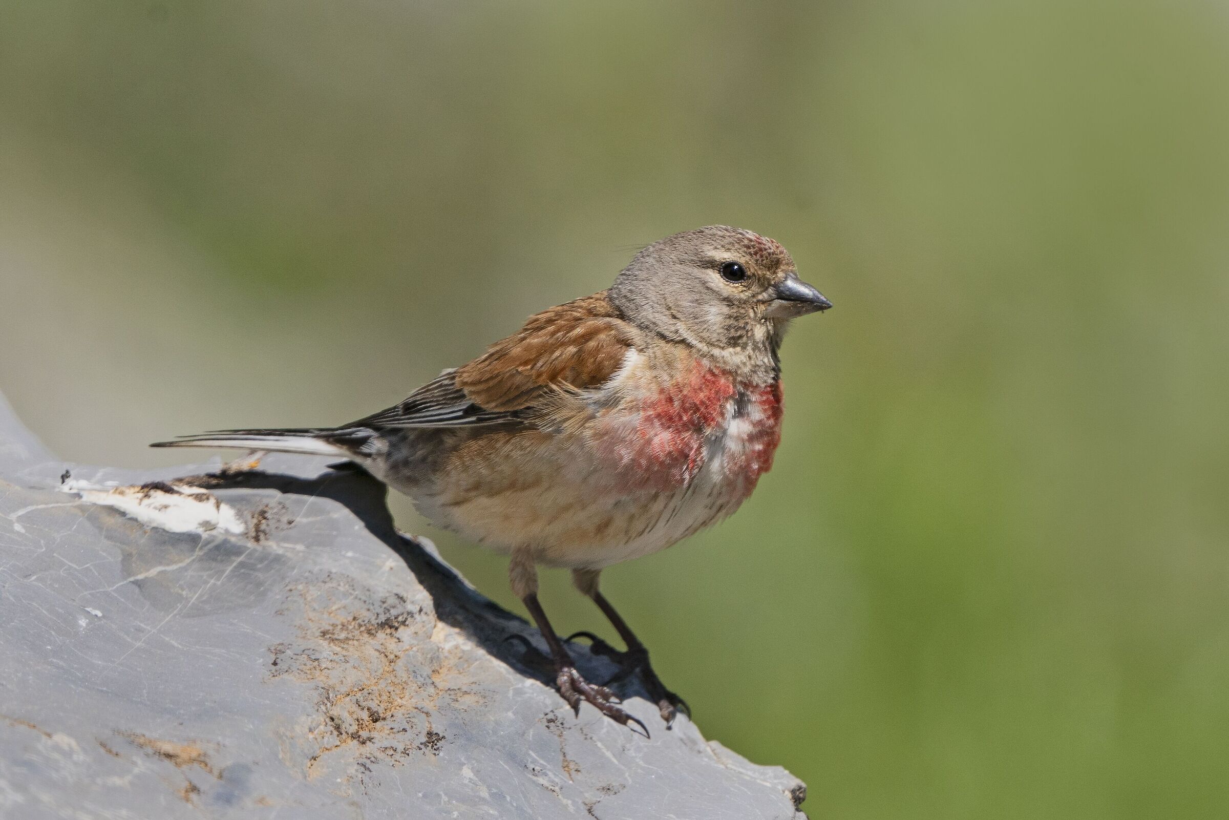 linnet