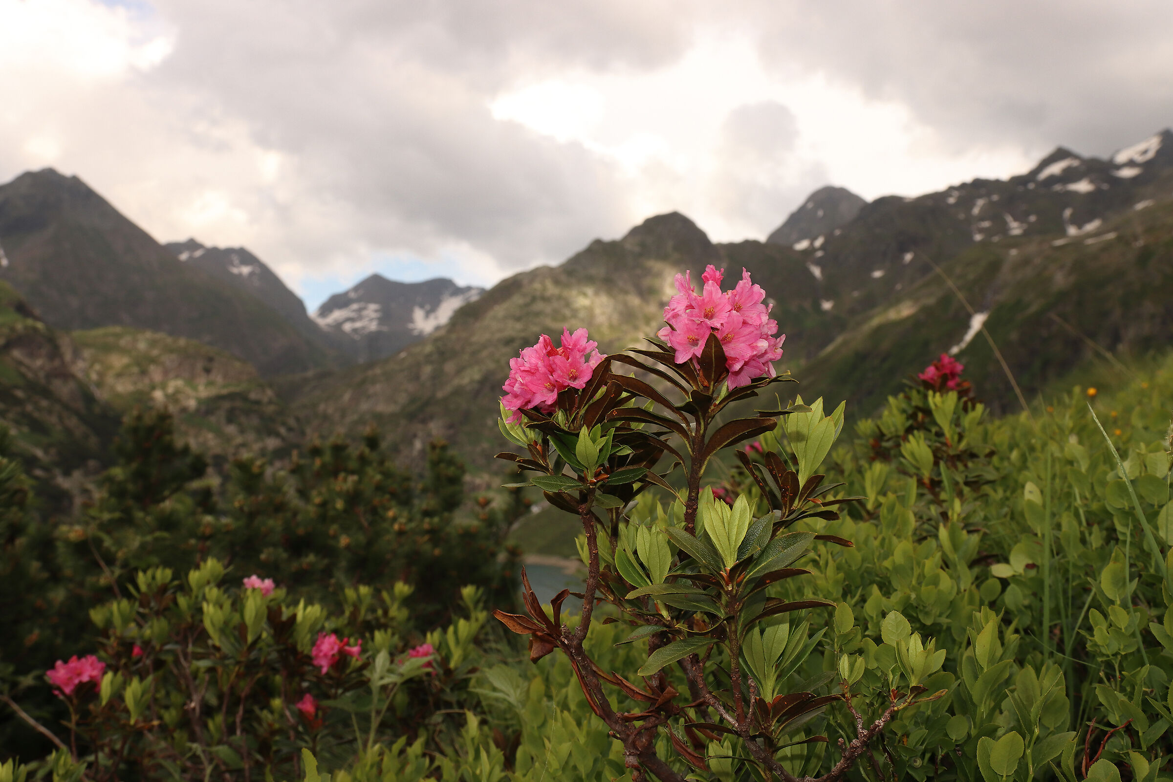 rhododendron season