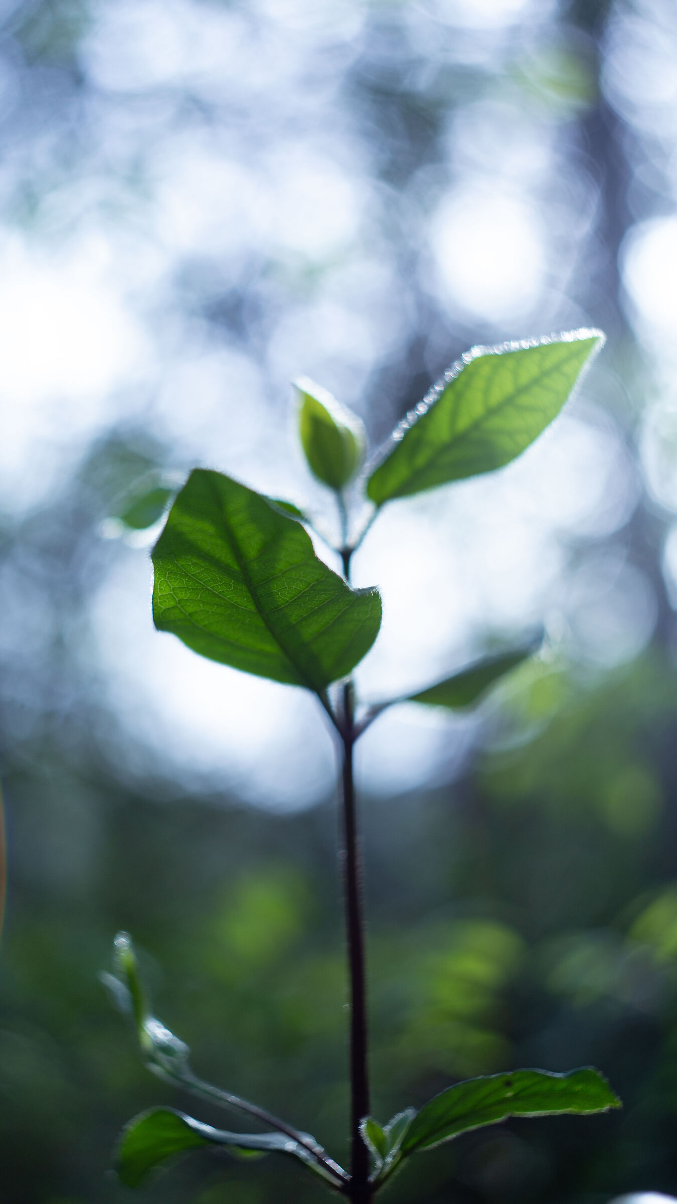 Leaf like Life