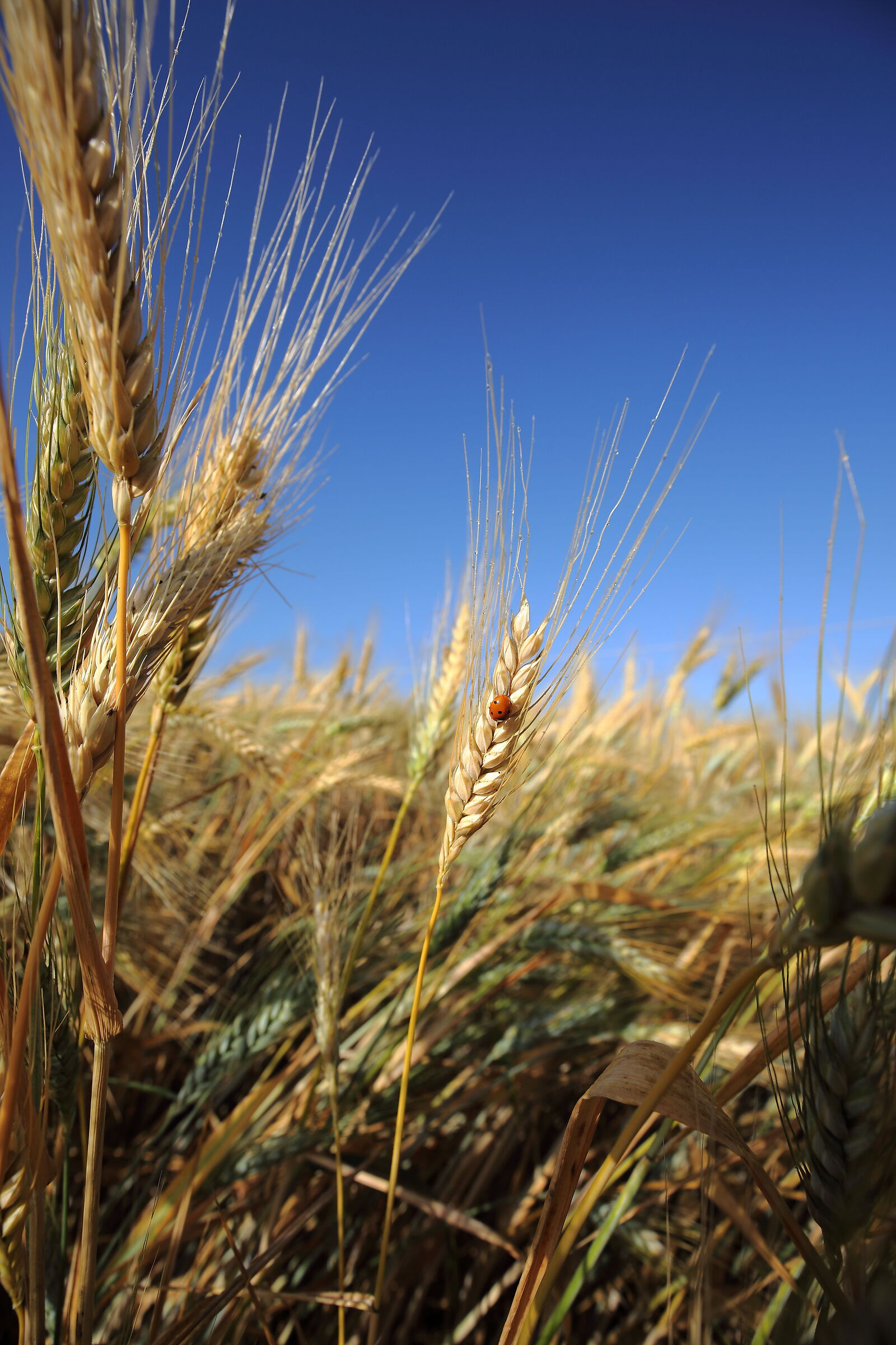 Piccola come un chicco di grano
