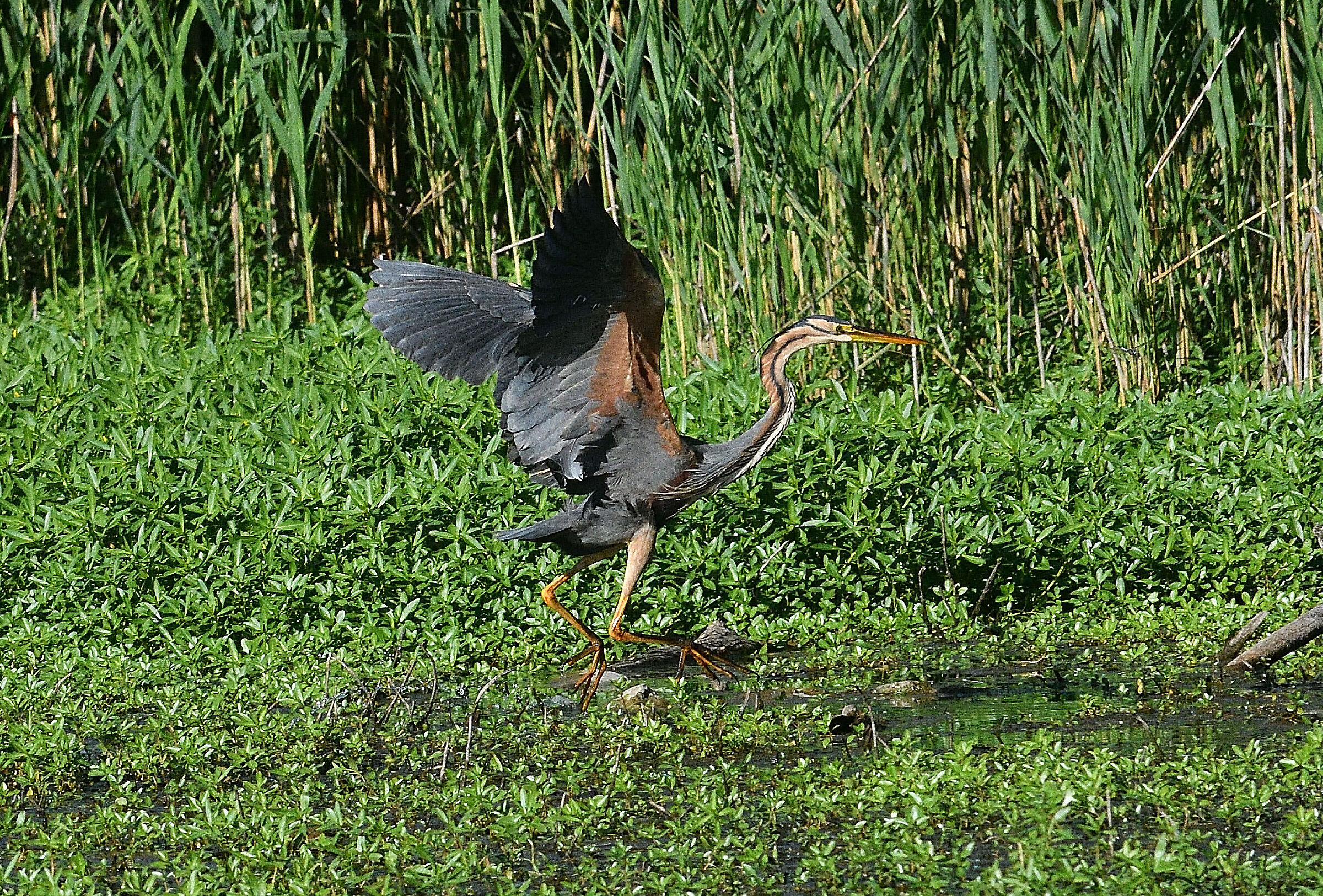 purple heron..