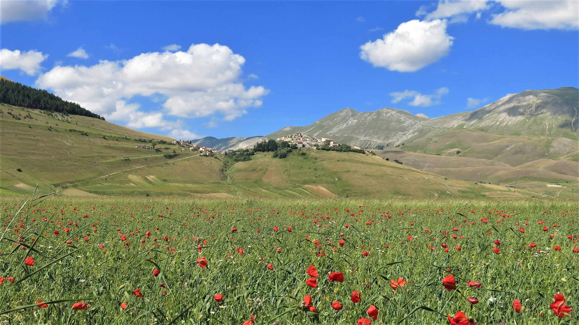Castelluccio in fiore