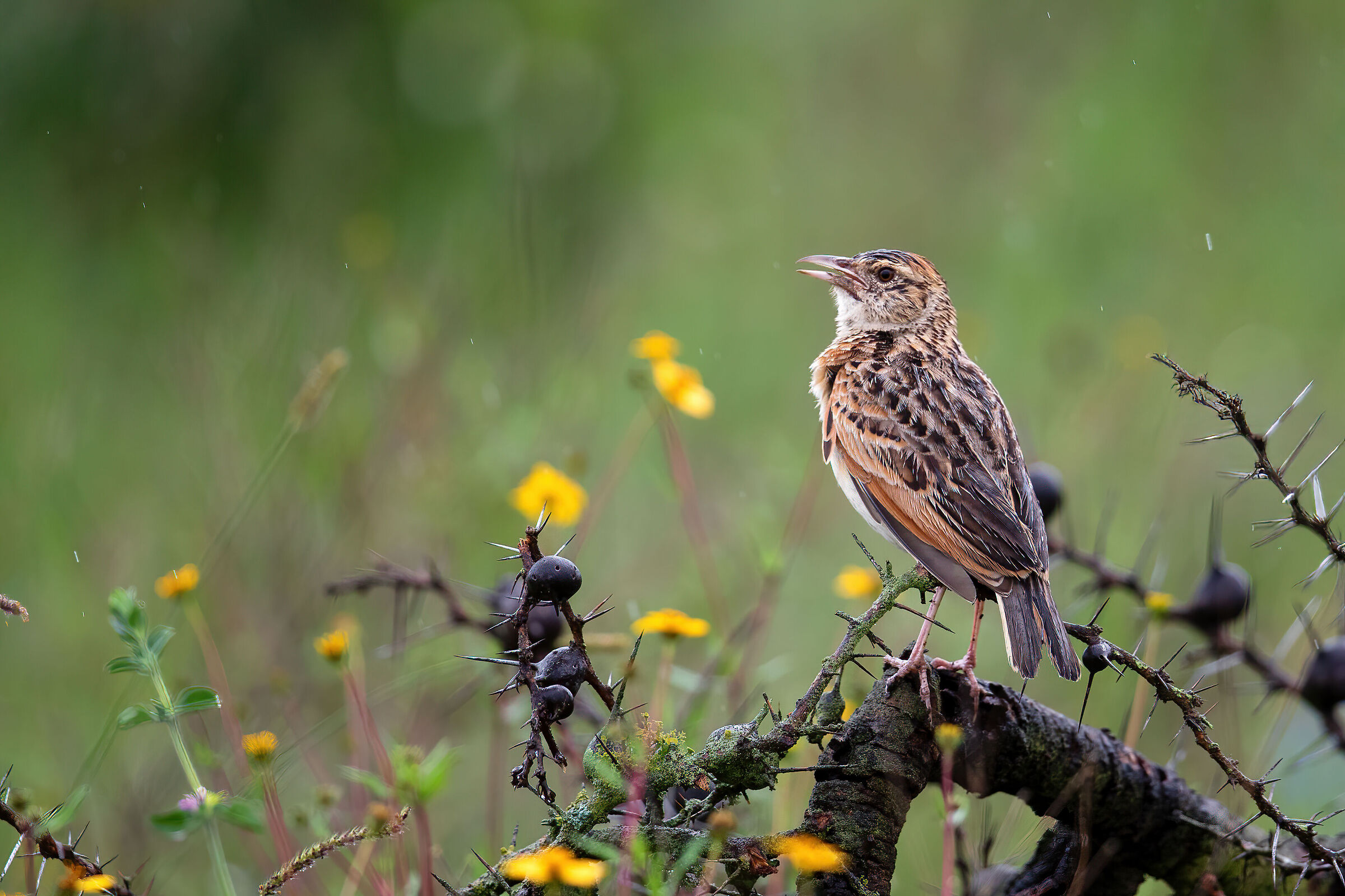 Red winged Lark (Mirafra h. hypermetra)