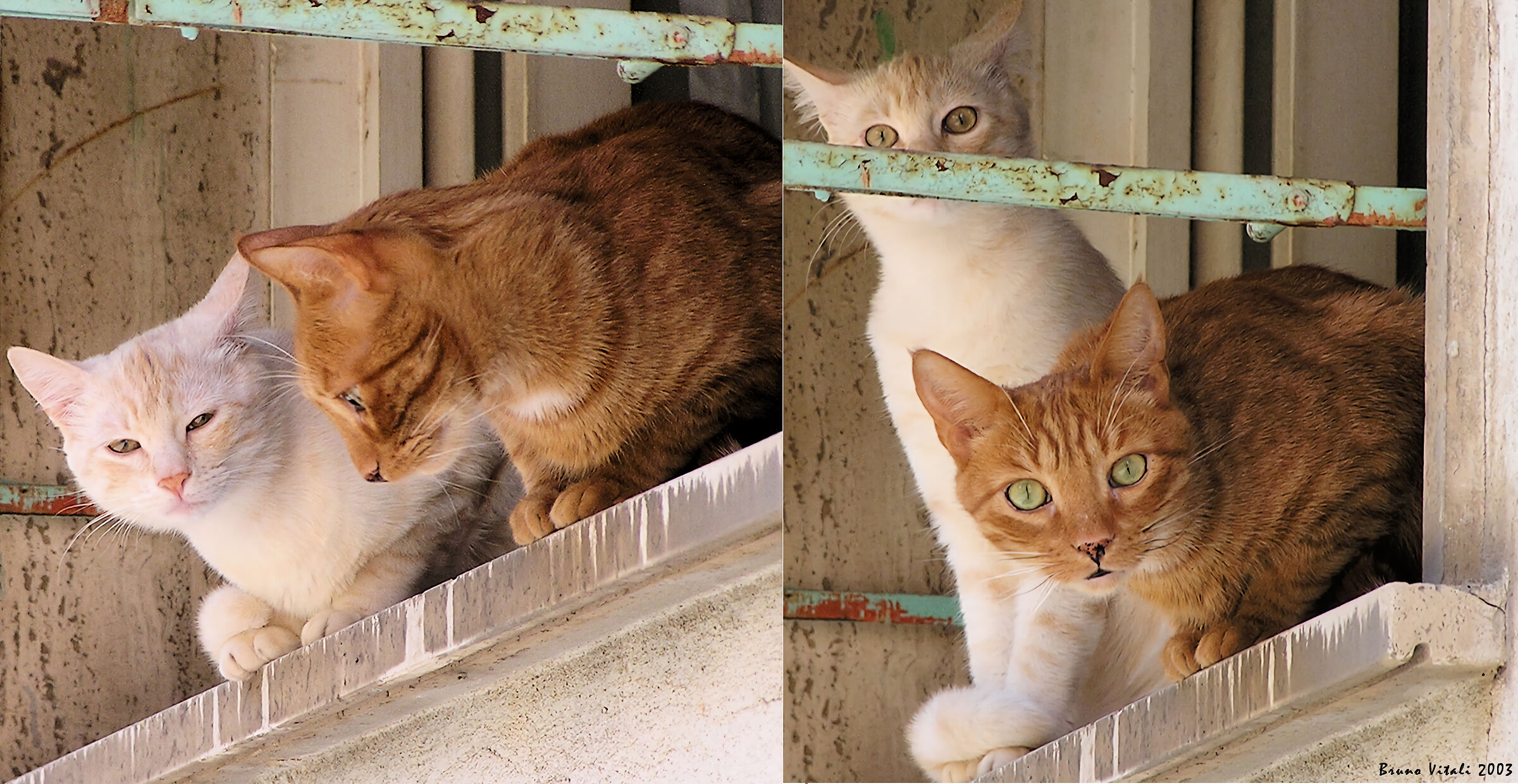 Cats at the window in Levanto