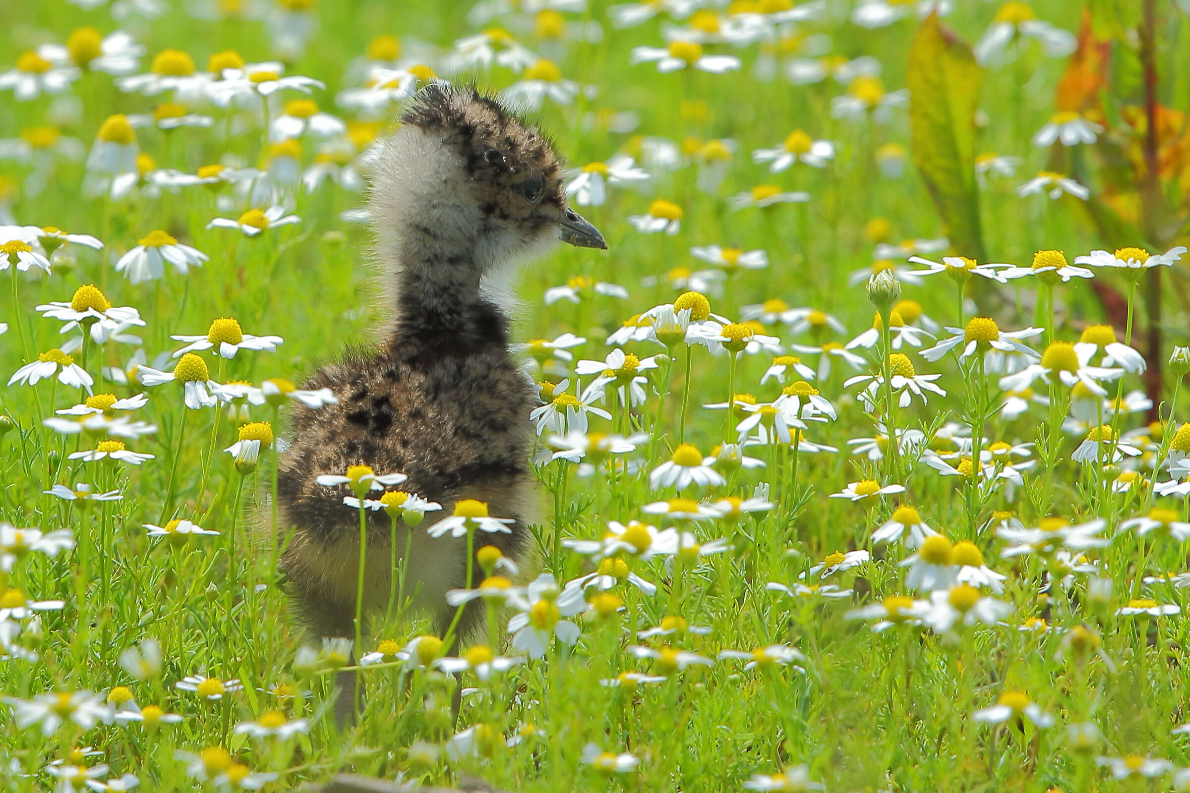 Being born among the flowers