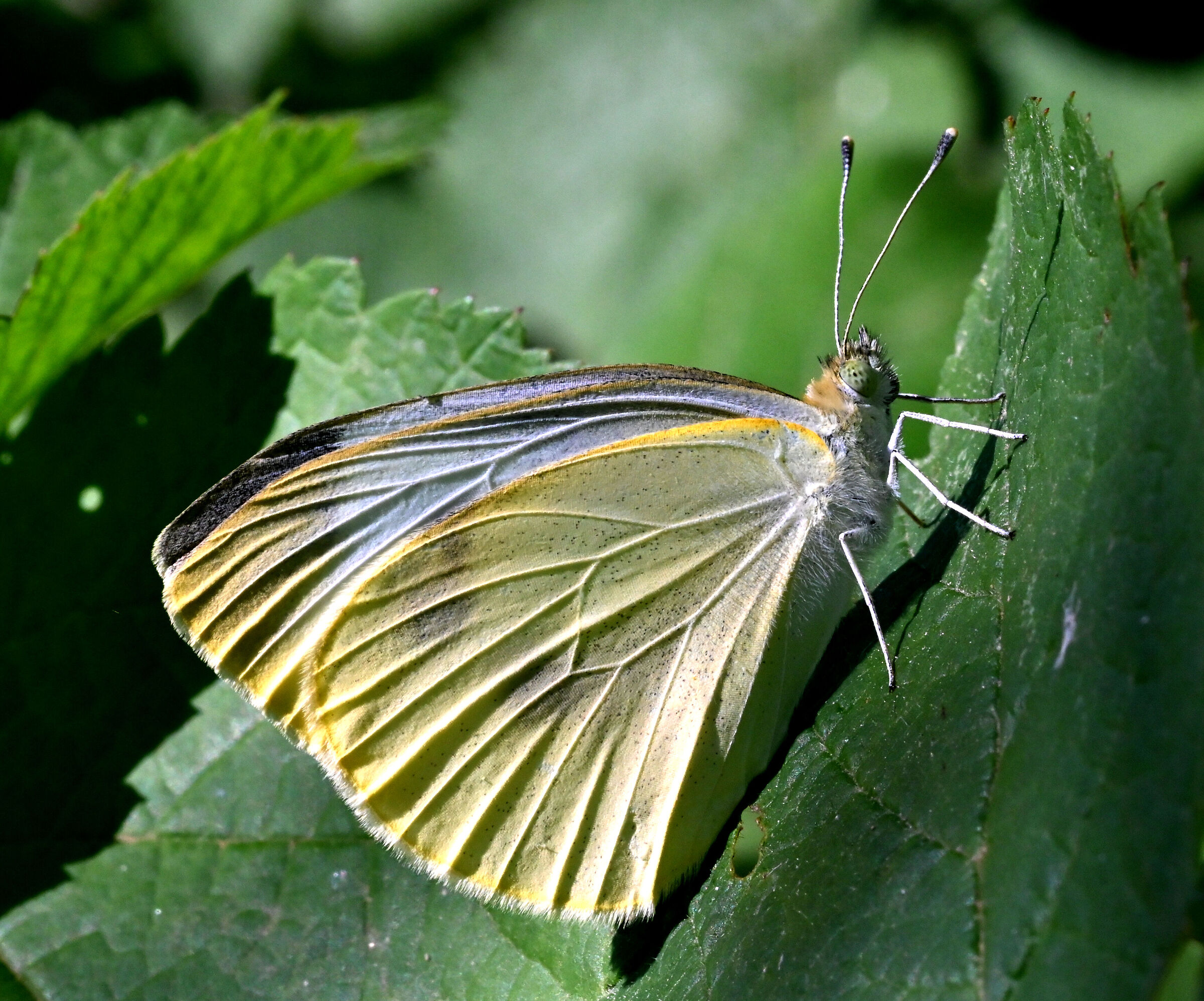 Iridescenze della cavolaia