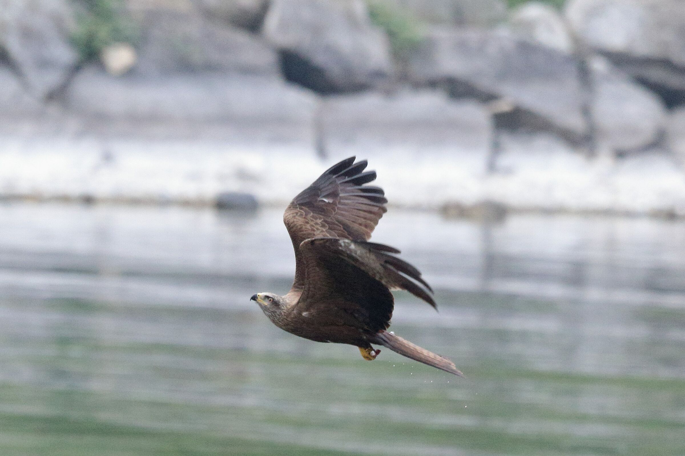 black kite
