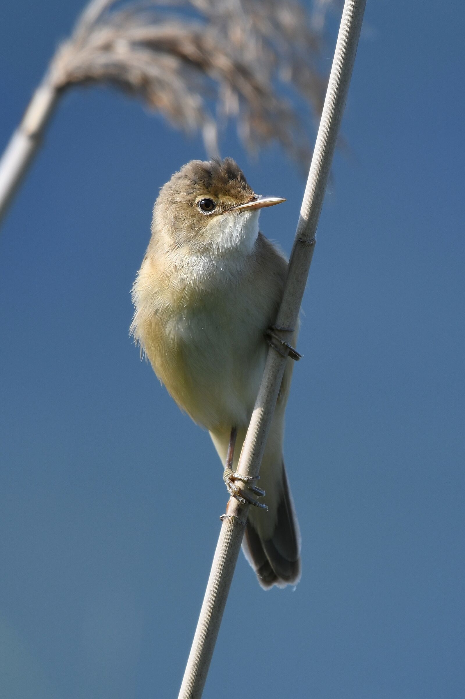 Acrocephalus scirpaceus