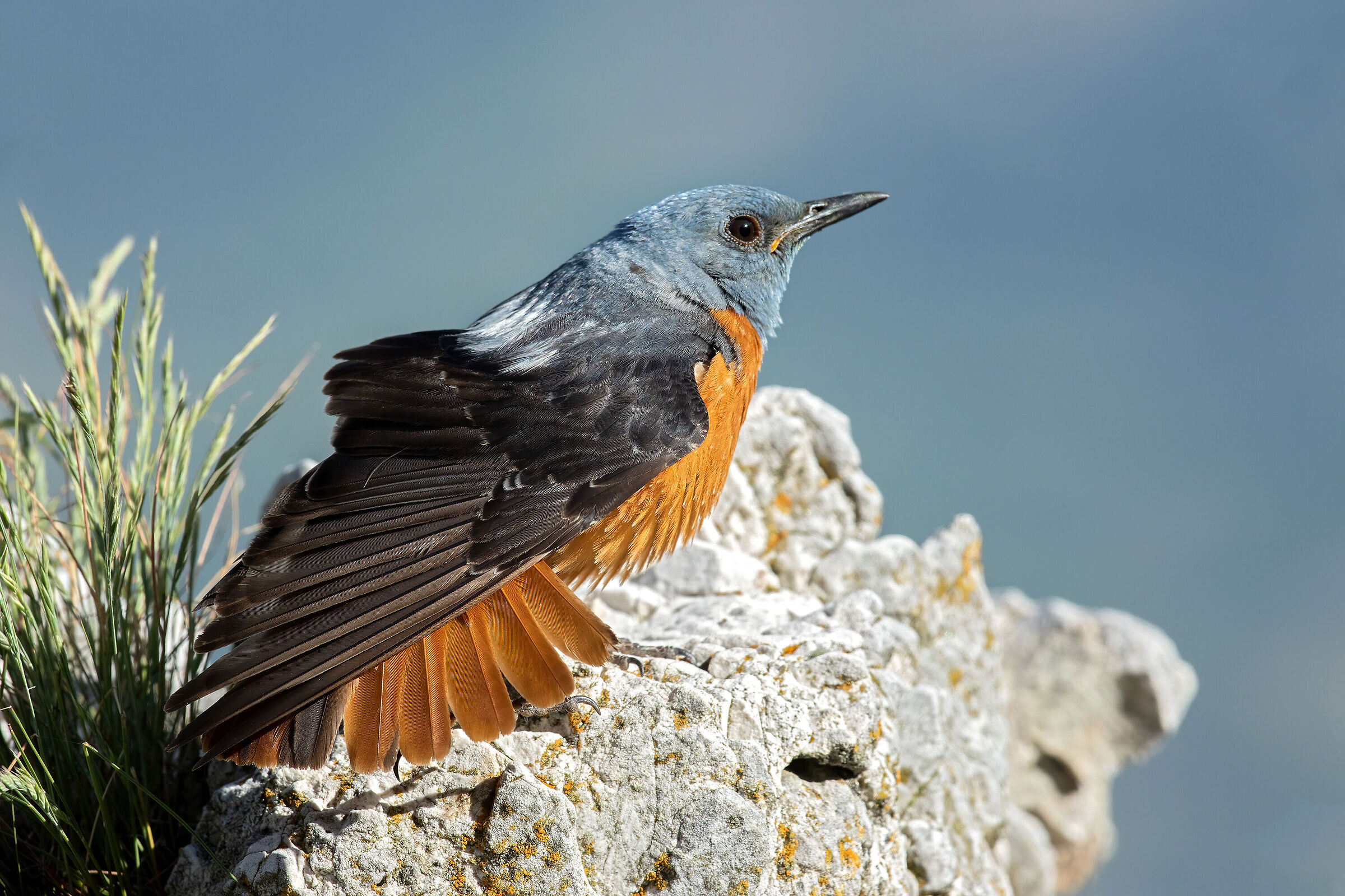 rock thrush