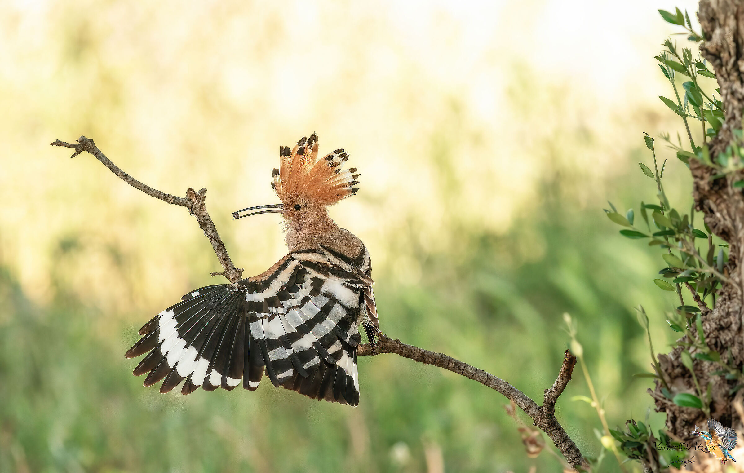 Stretching dell'Upupa