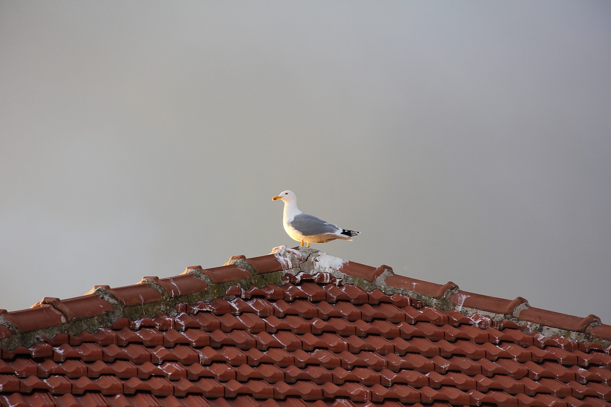 bordighera - novembre 2012
