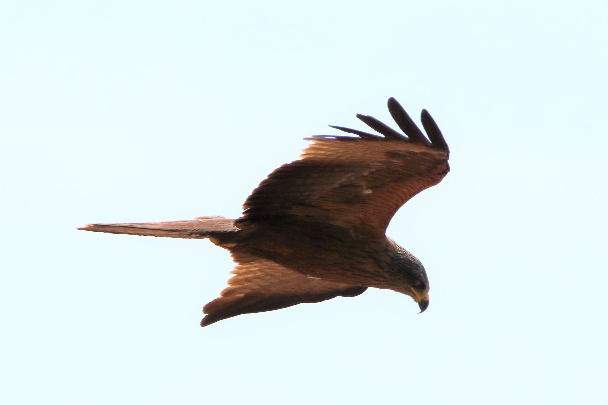 black kite