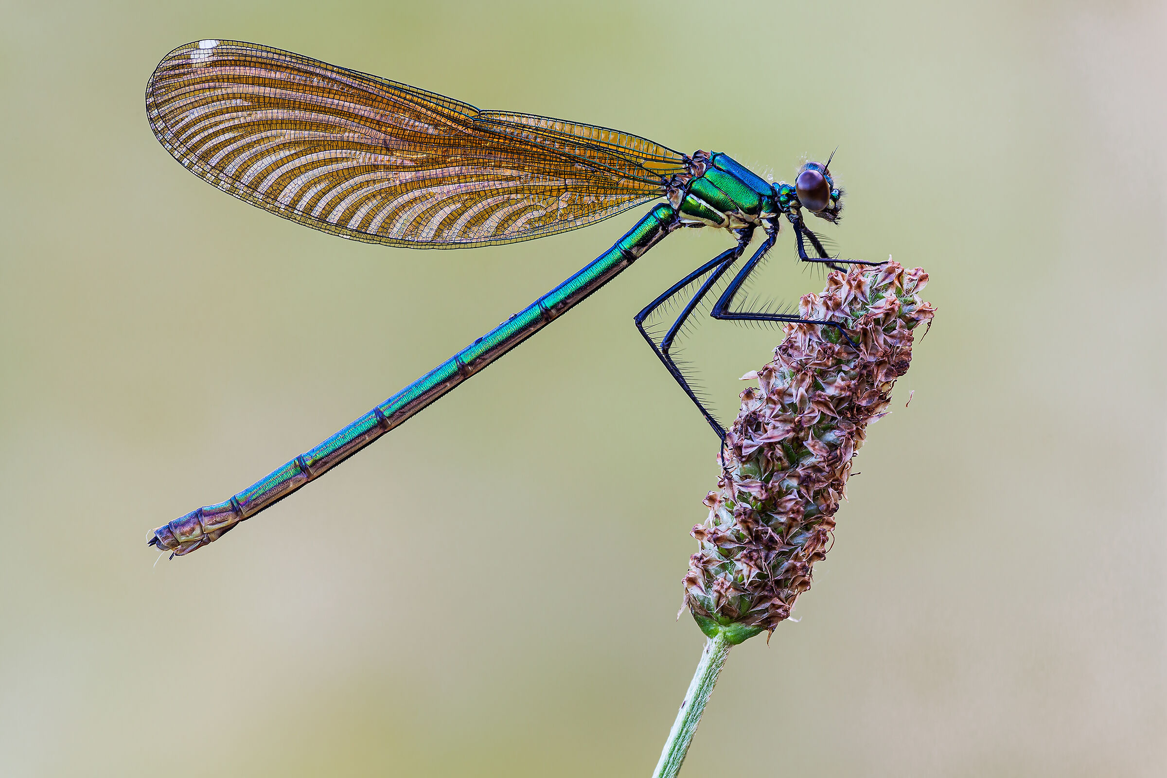 Calopteryx splendens