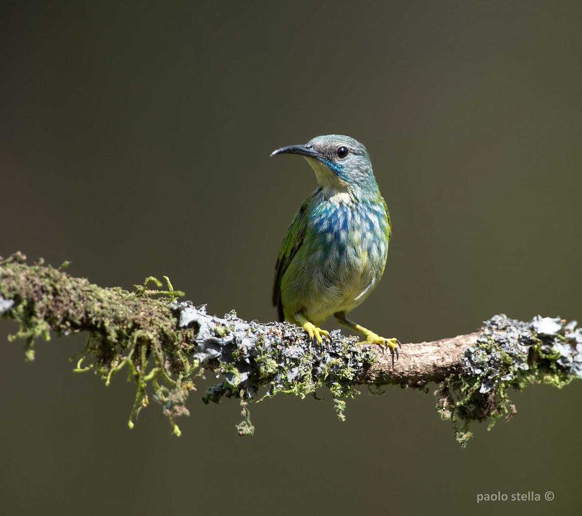 Blue Dacnis