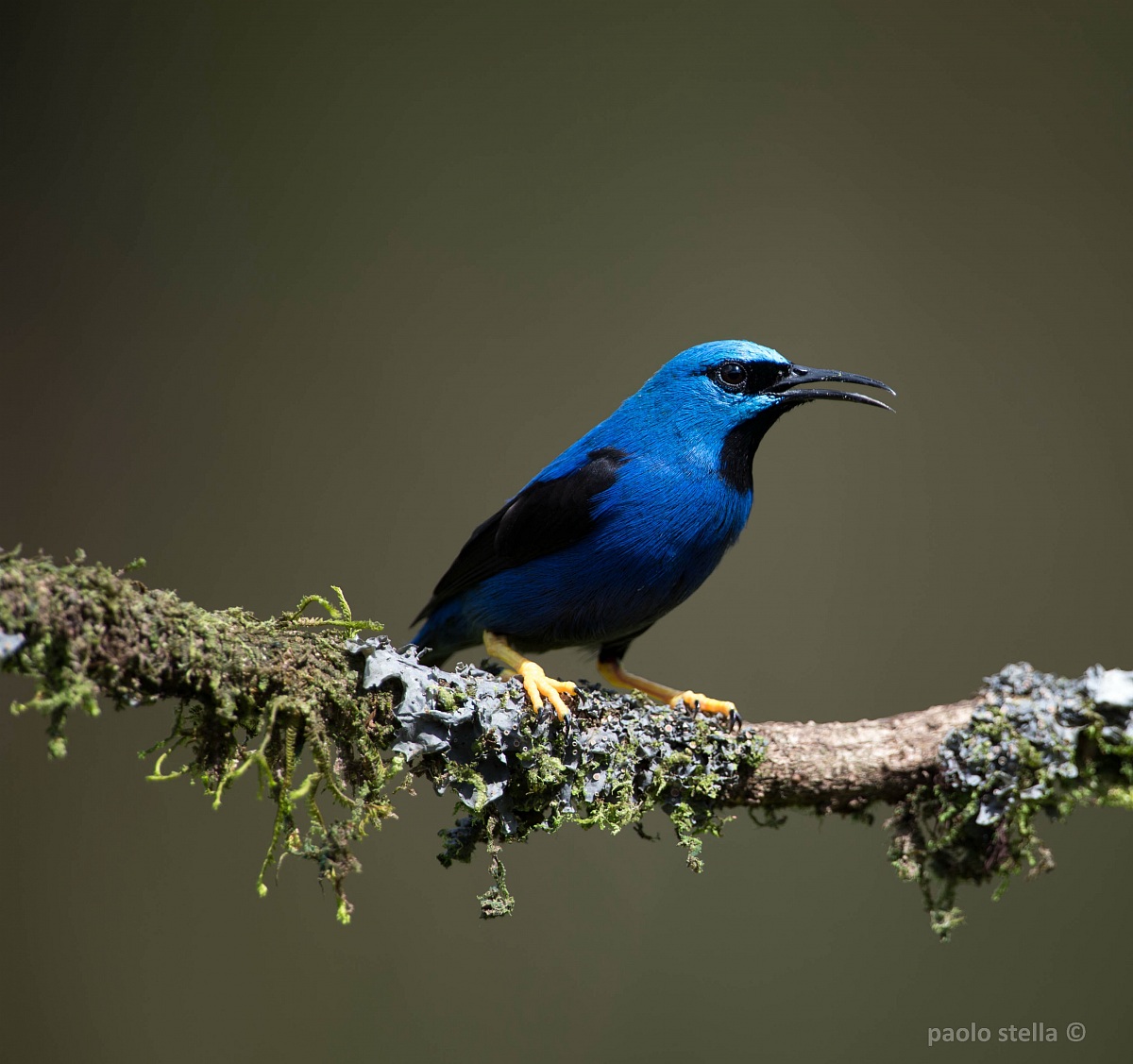 Purple Honeycreeper