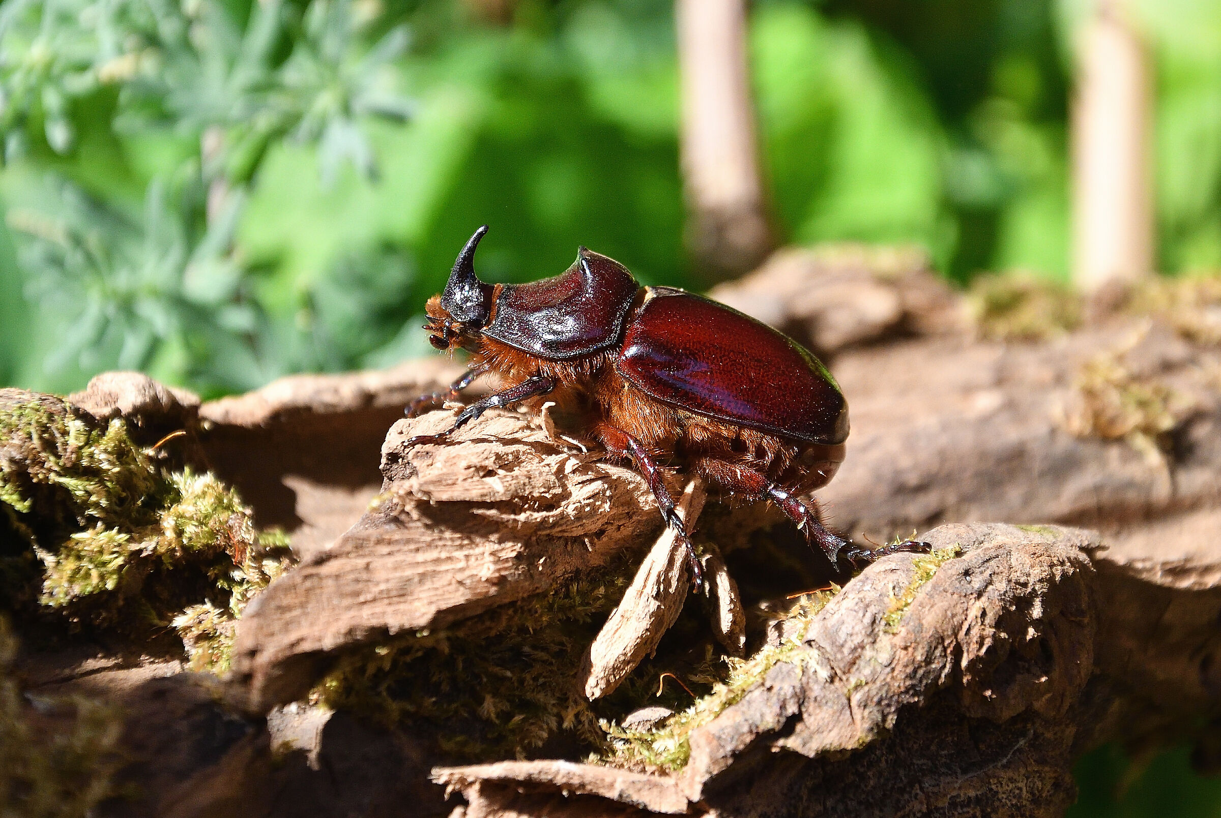 Young rhino beetle..