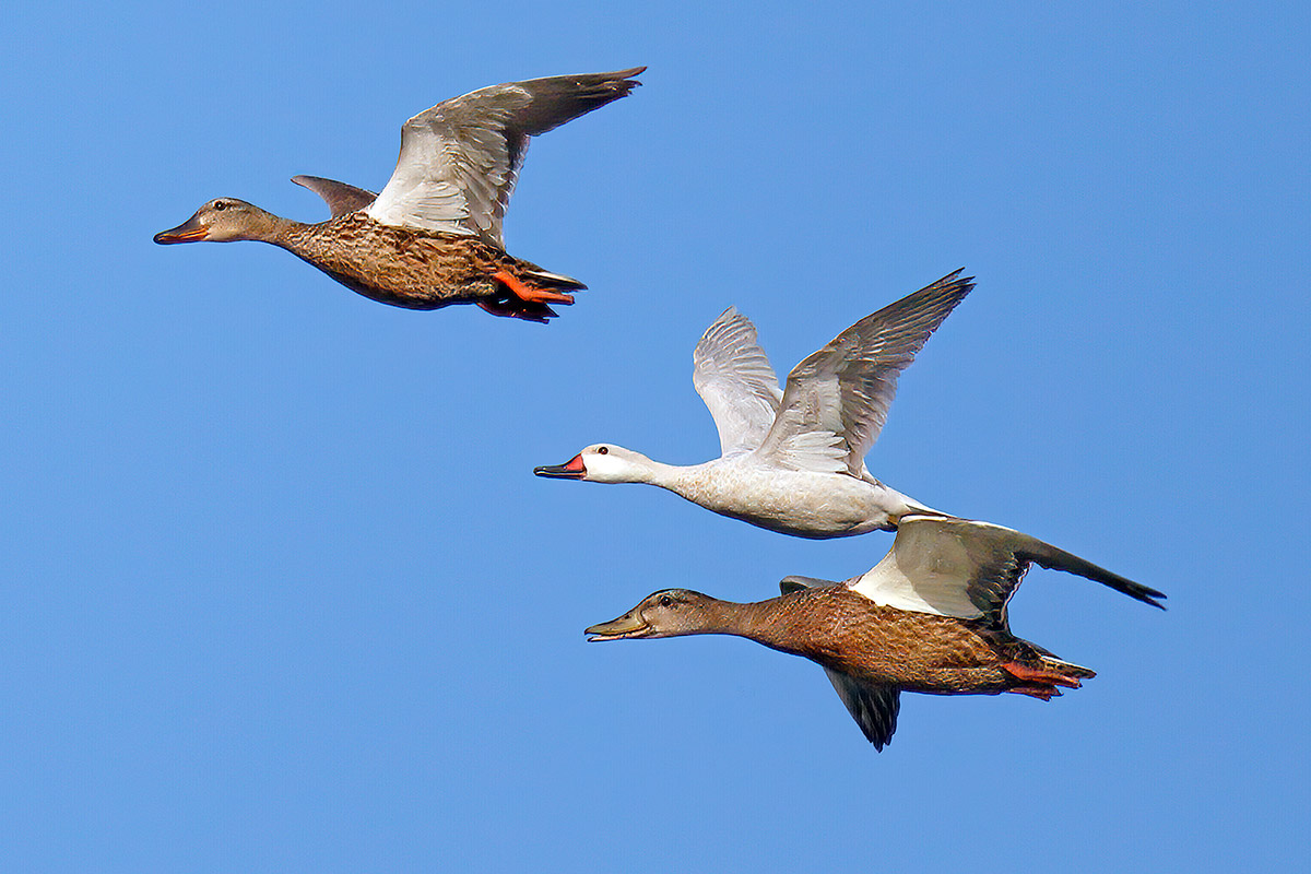 Codone bianco delle Bahamas