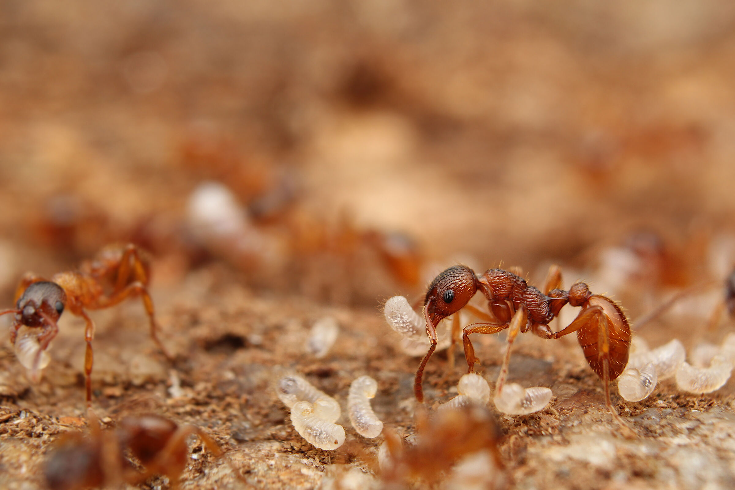 Myrmica ruginodis