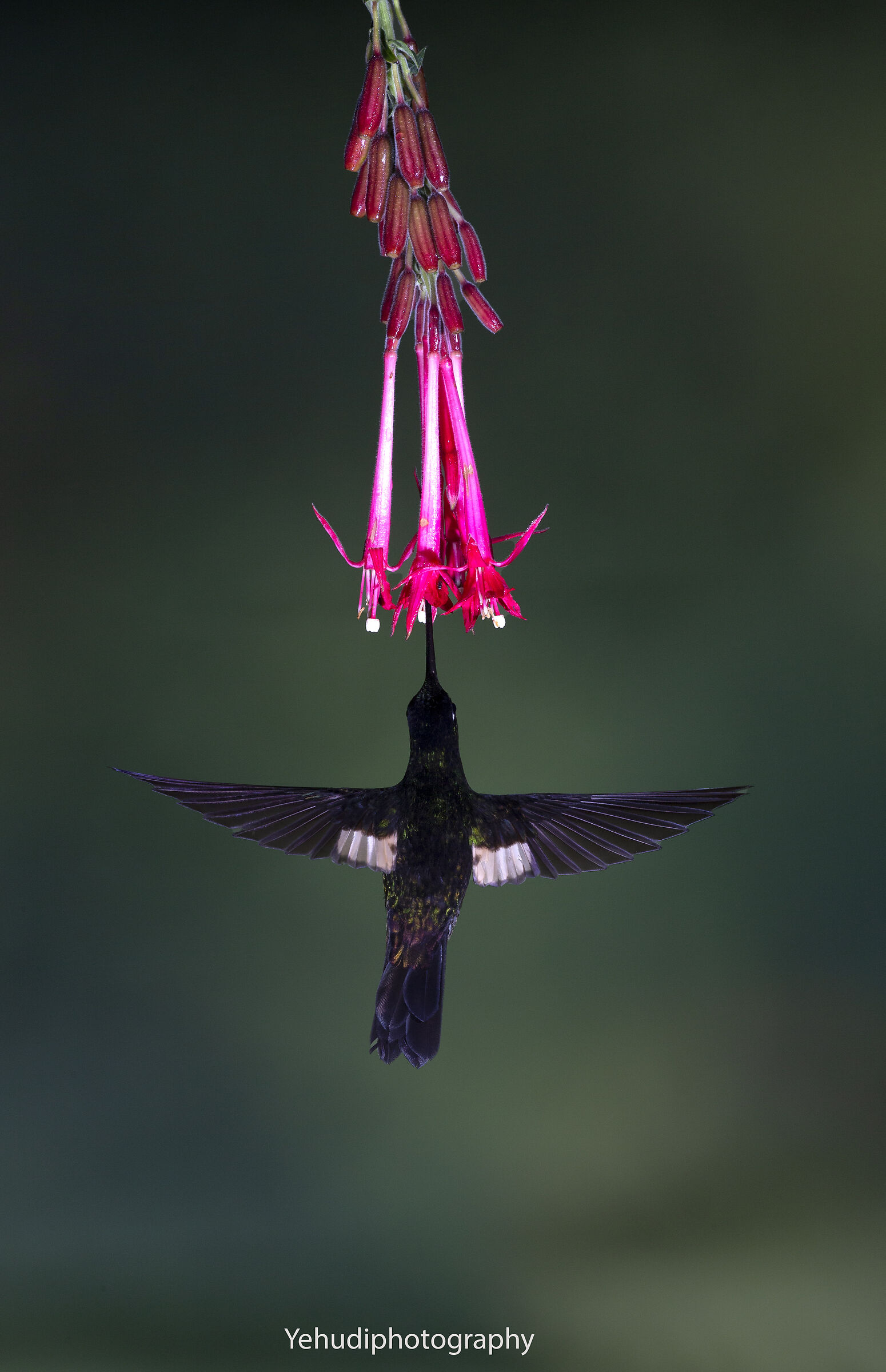 Buff winged Starfrontlet