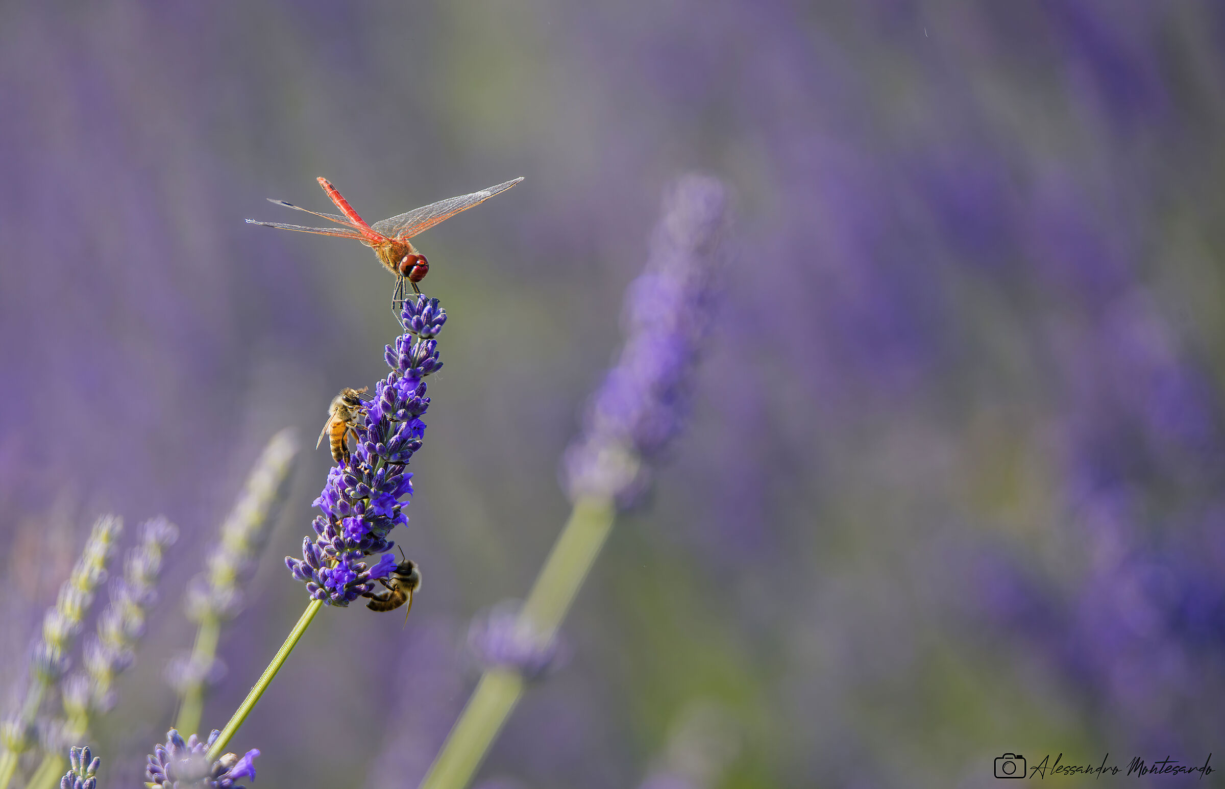 Lavender field